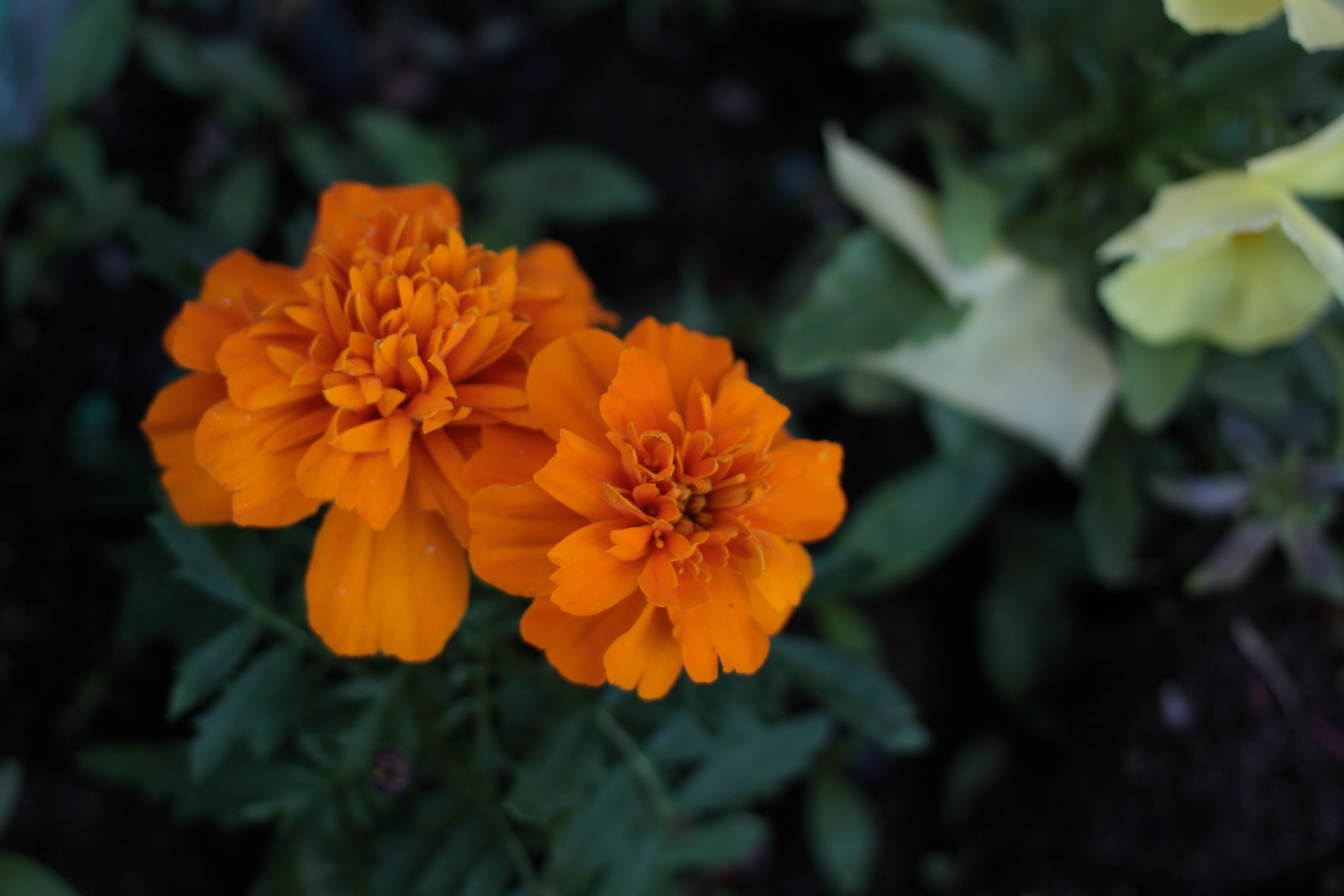 Старое природное, отбирала Katamount (Катерина Горохова). Главная