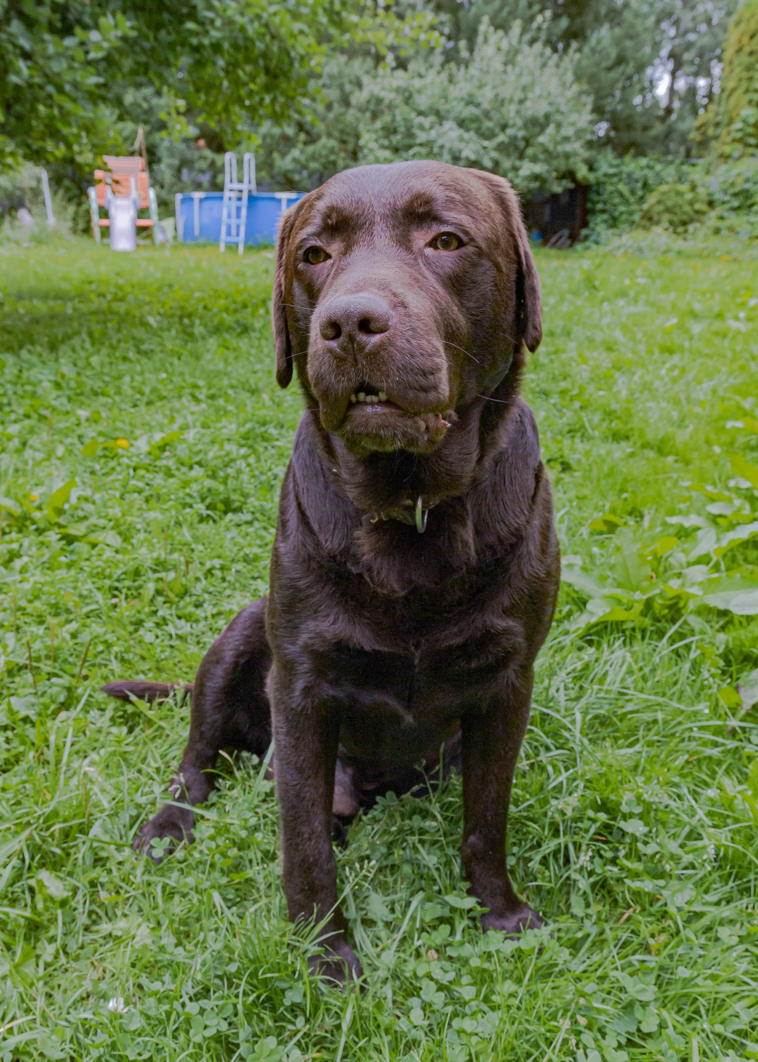 Домашние животные. Свадебный и семейный фотограф в Москве Мария Соловова