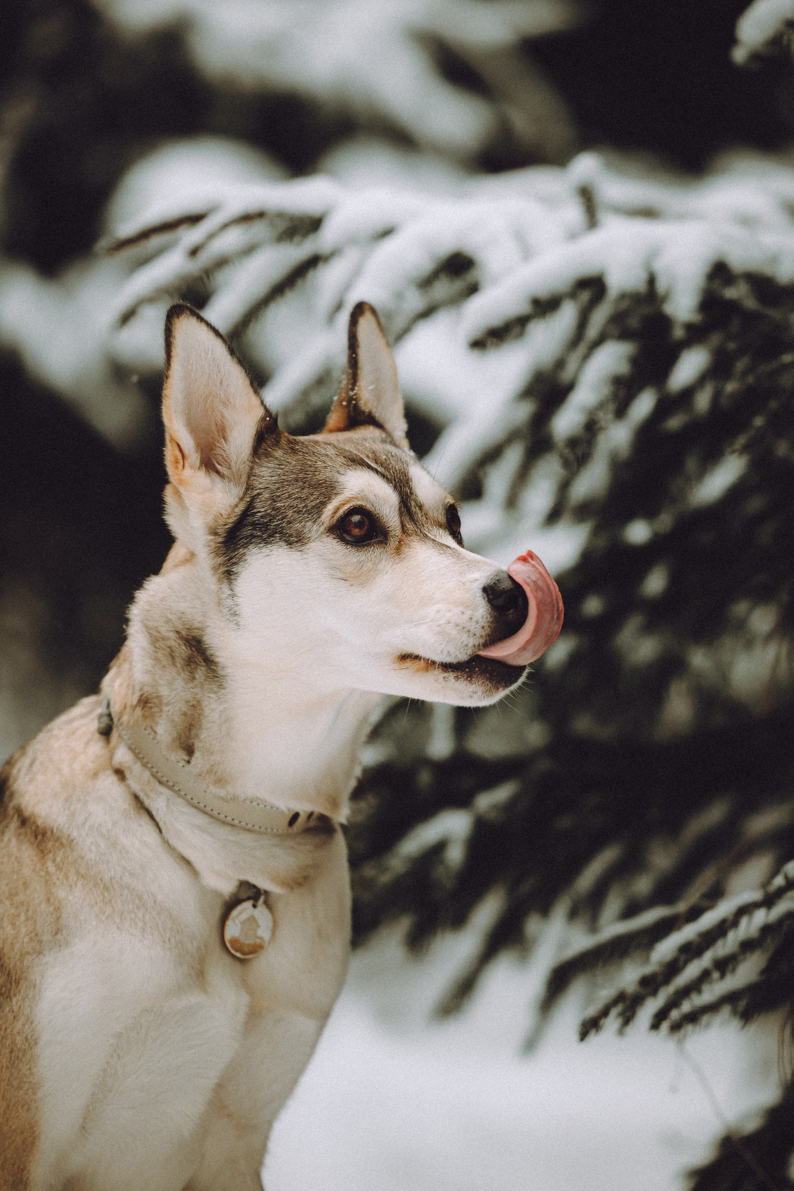 Аня и Рокси