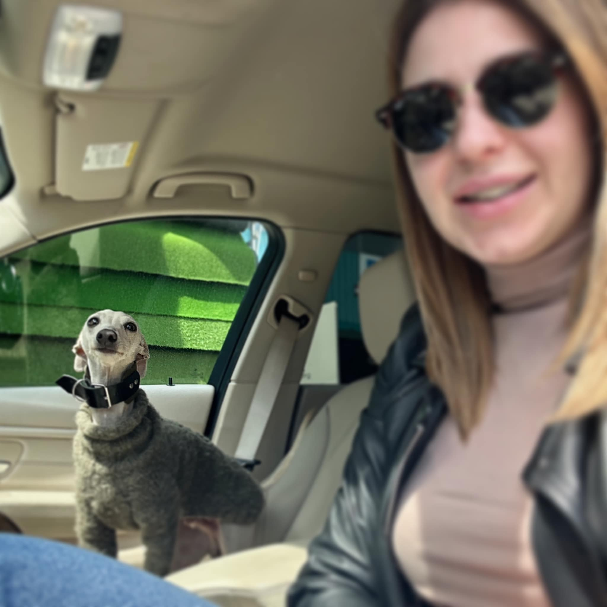 Asti Sapphire Tsezar Ruier Empire. Профессиональный питомник левреток РКФ/FCI ASTI SAPPHIRE 💎 Сочи|Санкт-Петербург