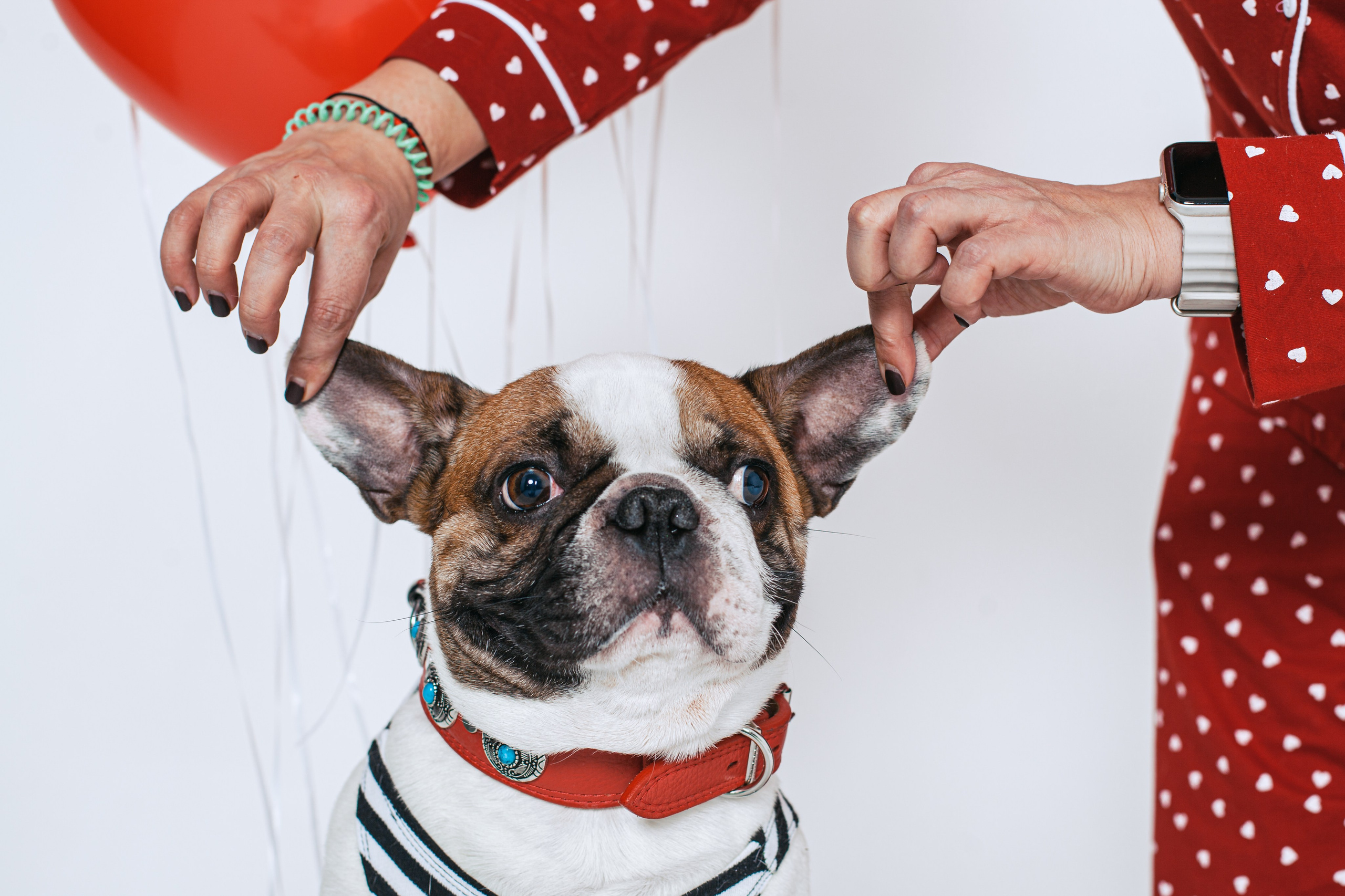 Пижамная вечеринка французских бульдогов и их хозяев. Фотограф-анималист Татьяна Степанова
