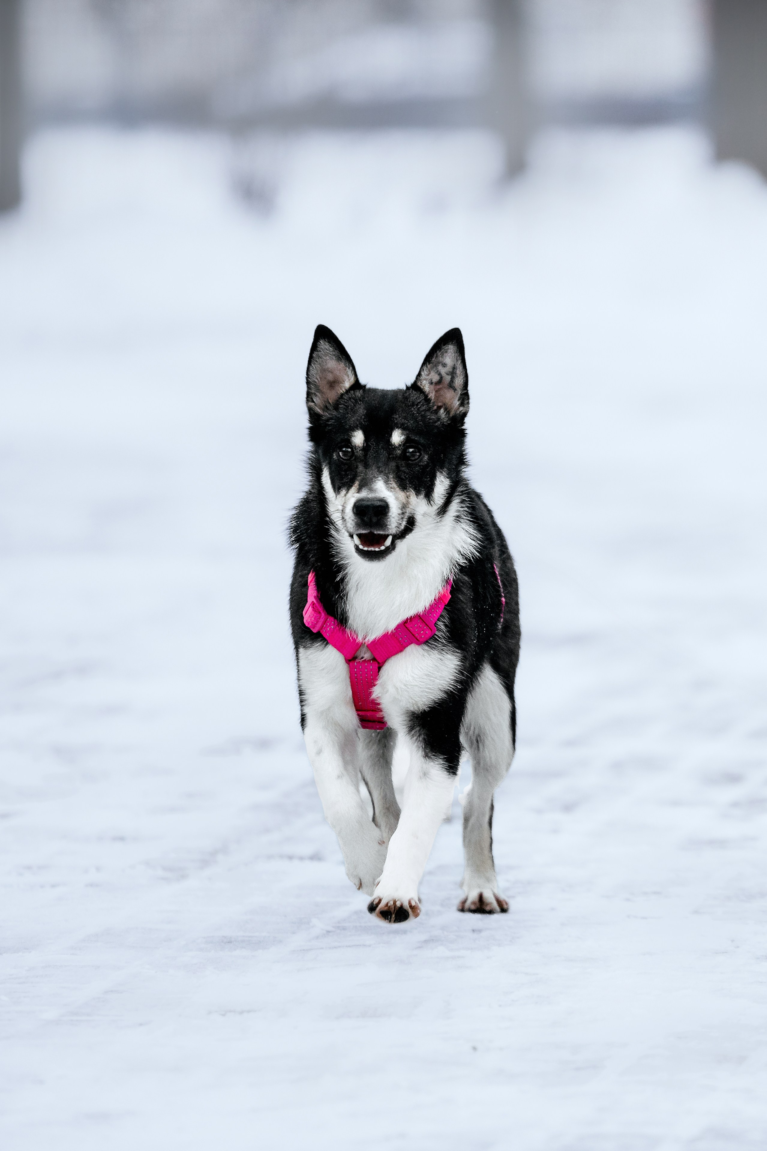 Собаки из приюта Дубовая роща зима. Фотограф-анималист Татьяна Степанова
