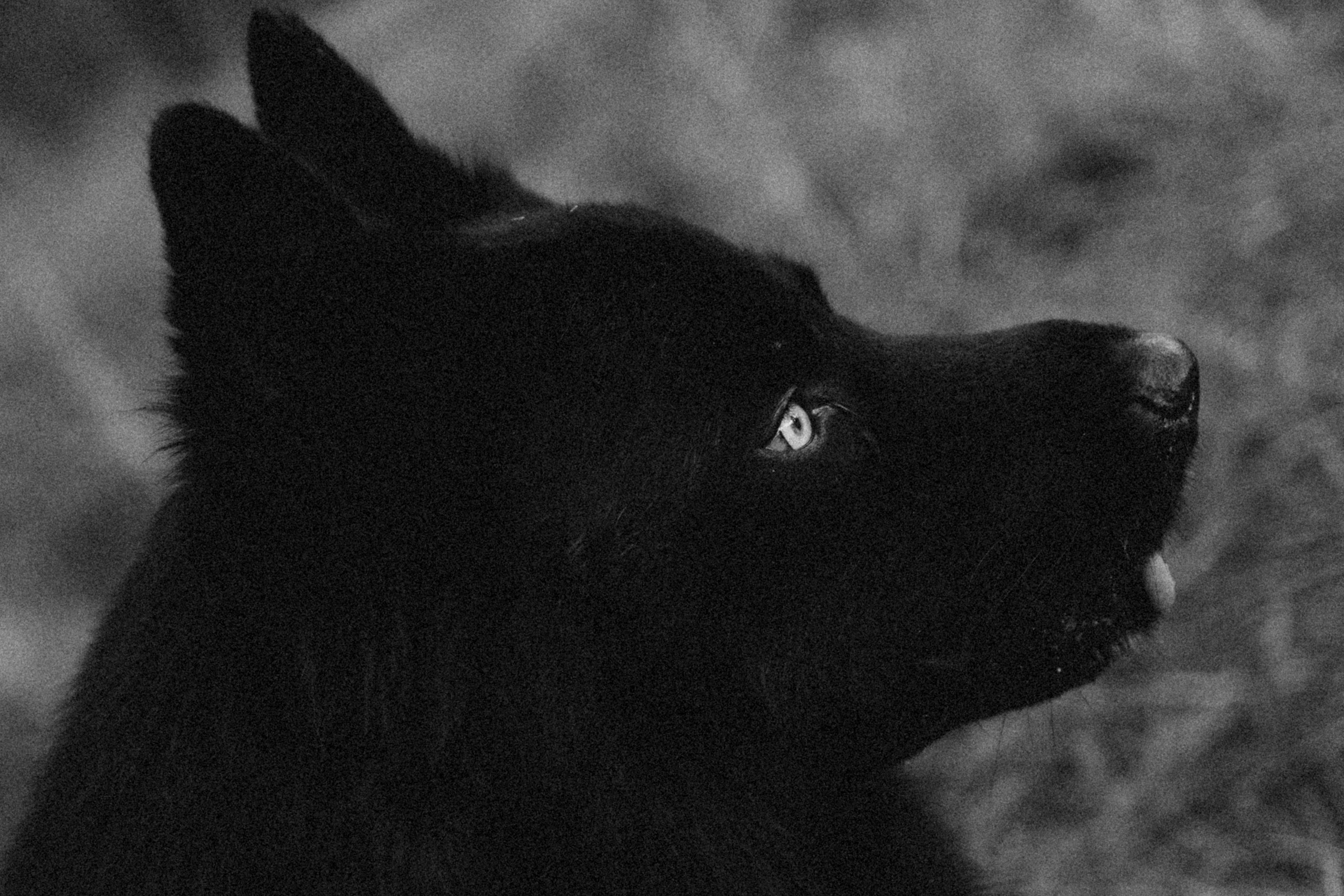 Лора и Джанго. Фотограф — Анималист | Санкт-Петербург