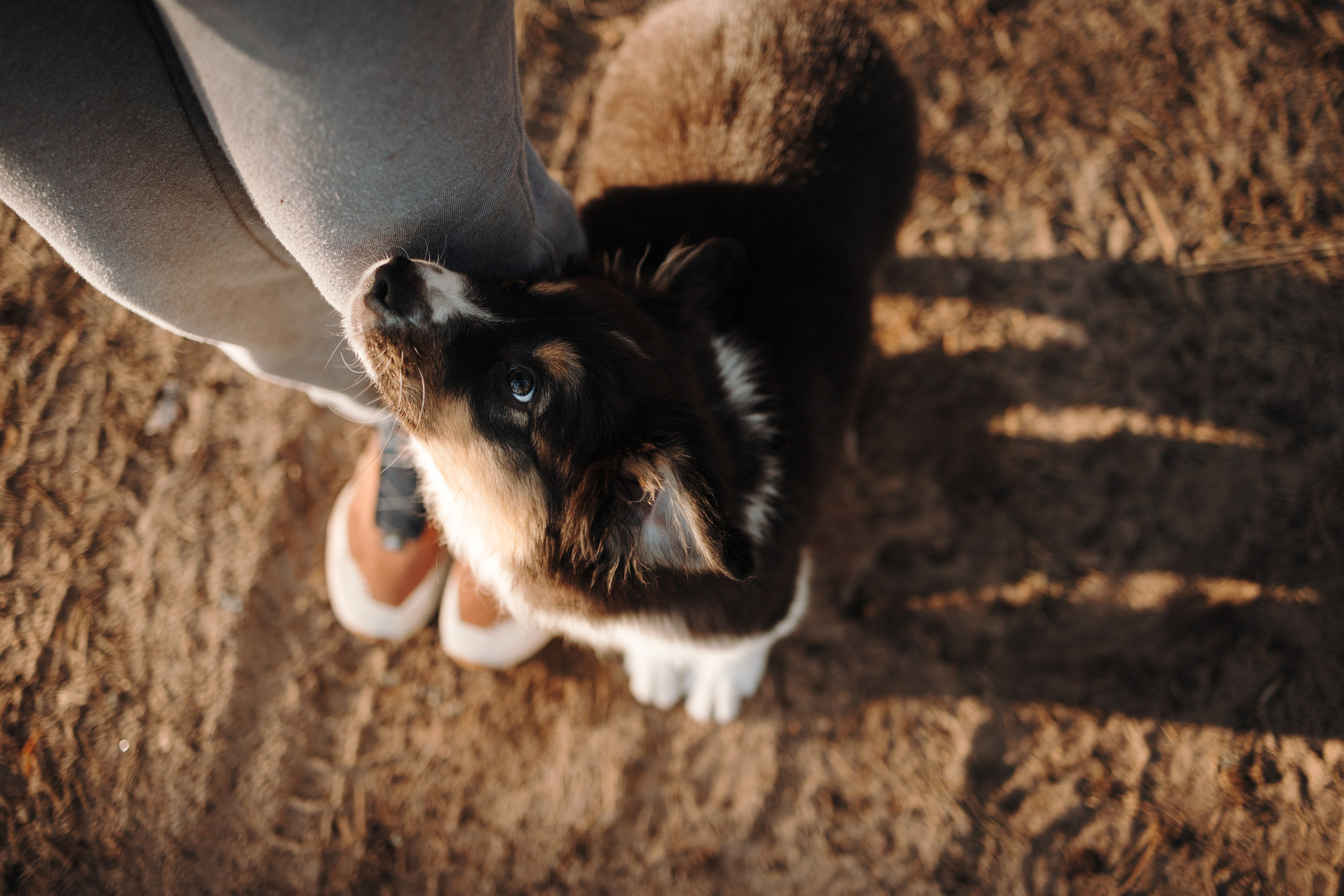 Ира и Шмель. Фотограф — Анималист | Санкт-Петербург