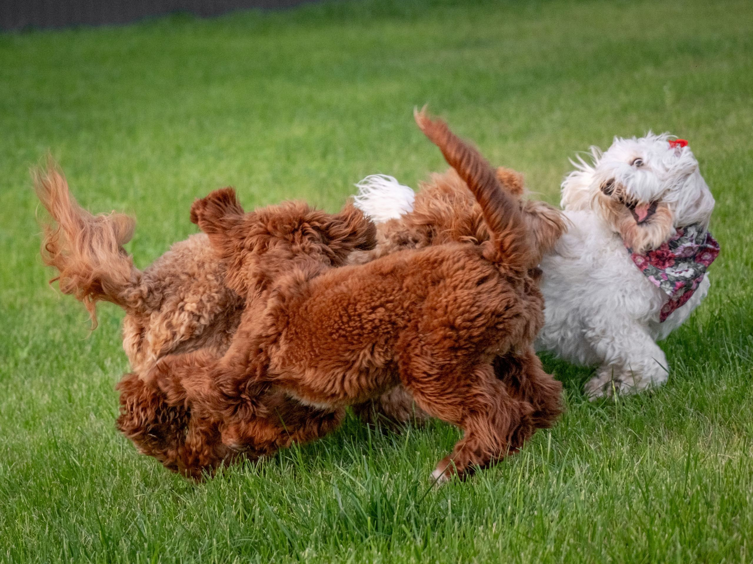 Неповторимые лабрадудли для Елены). Зоофотограф, фотограф животных в Москве и области Дина Дамоцева