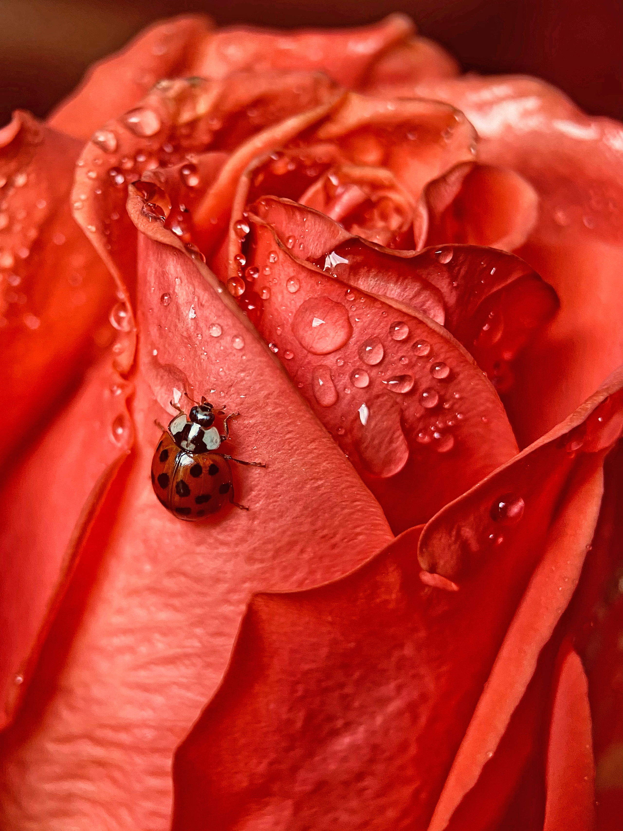 Макро. Фотограф Ольга Мурзина