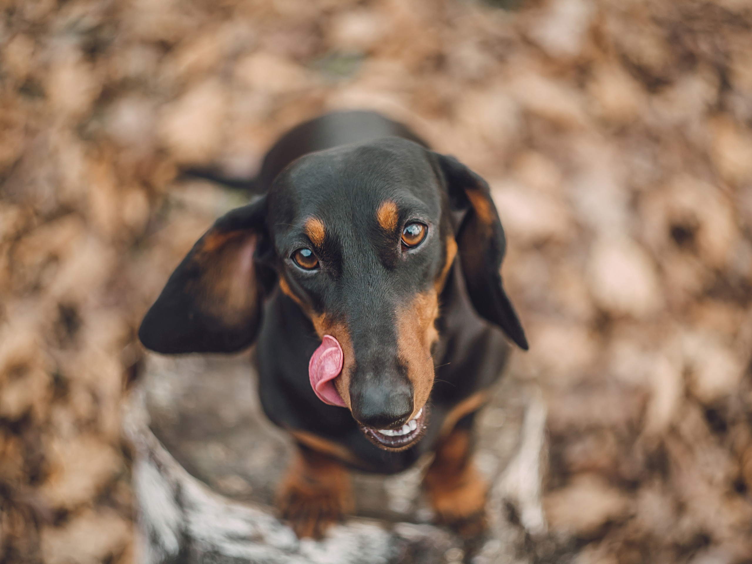 Собаки. Фотограф Ольга Мурзина