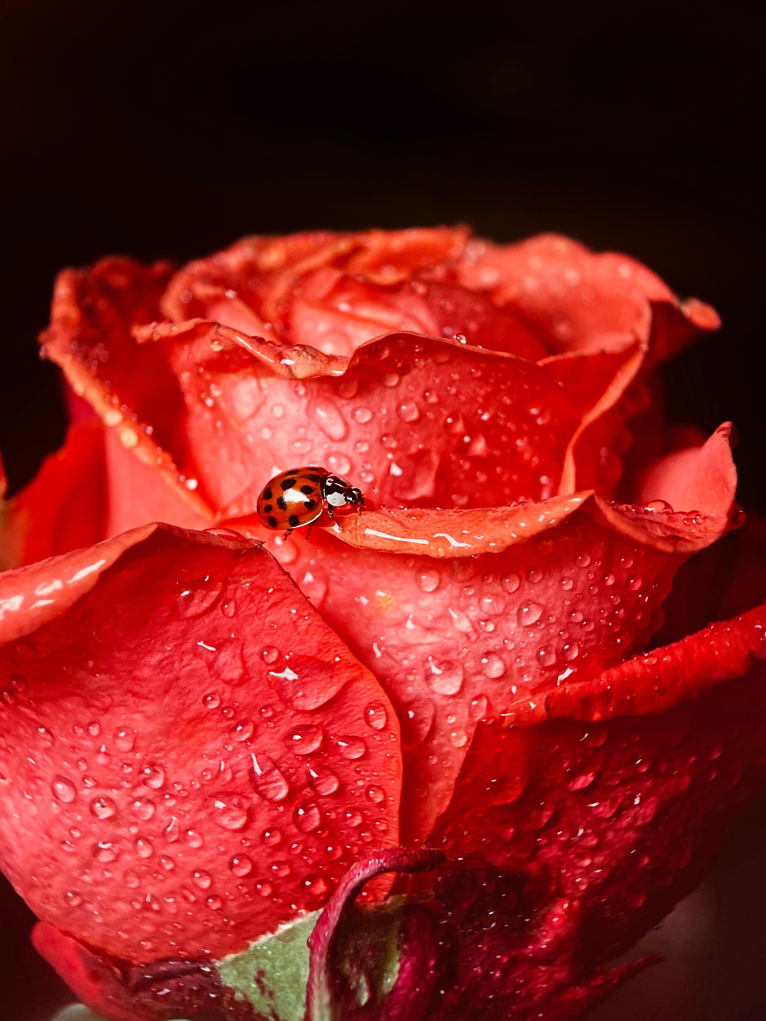 Макро. Фотограф Ольга Мурзина