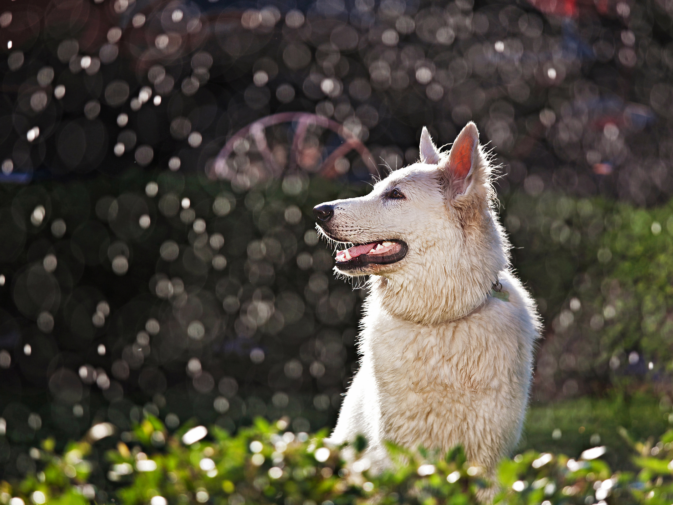Собаки. Фотограф Ольга Мурзина