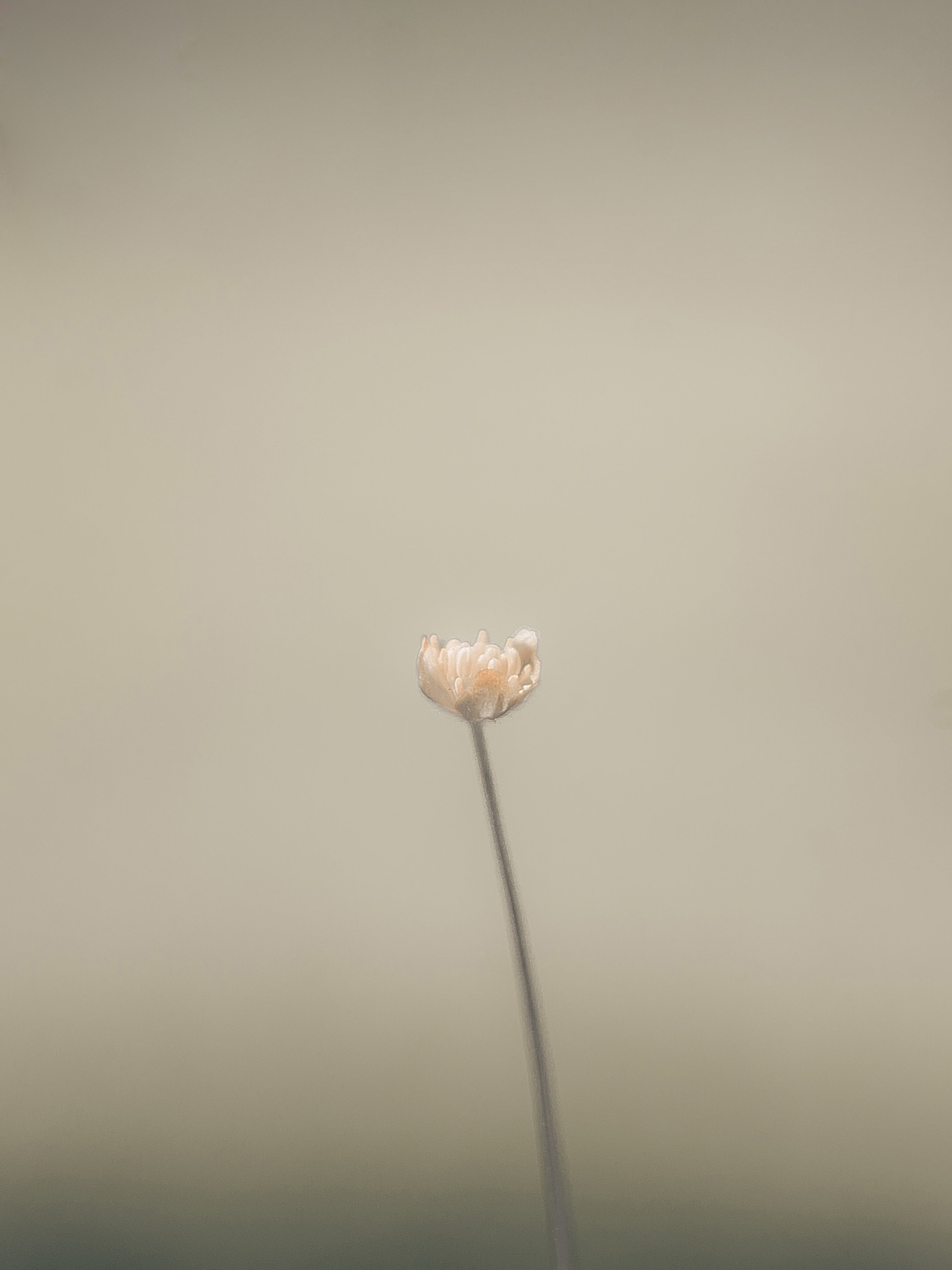 Цветы. Фотограф Ольга Мурзина