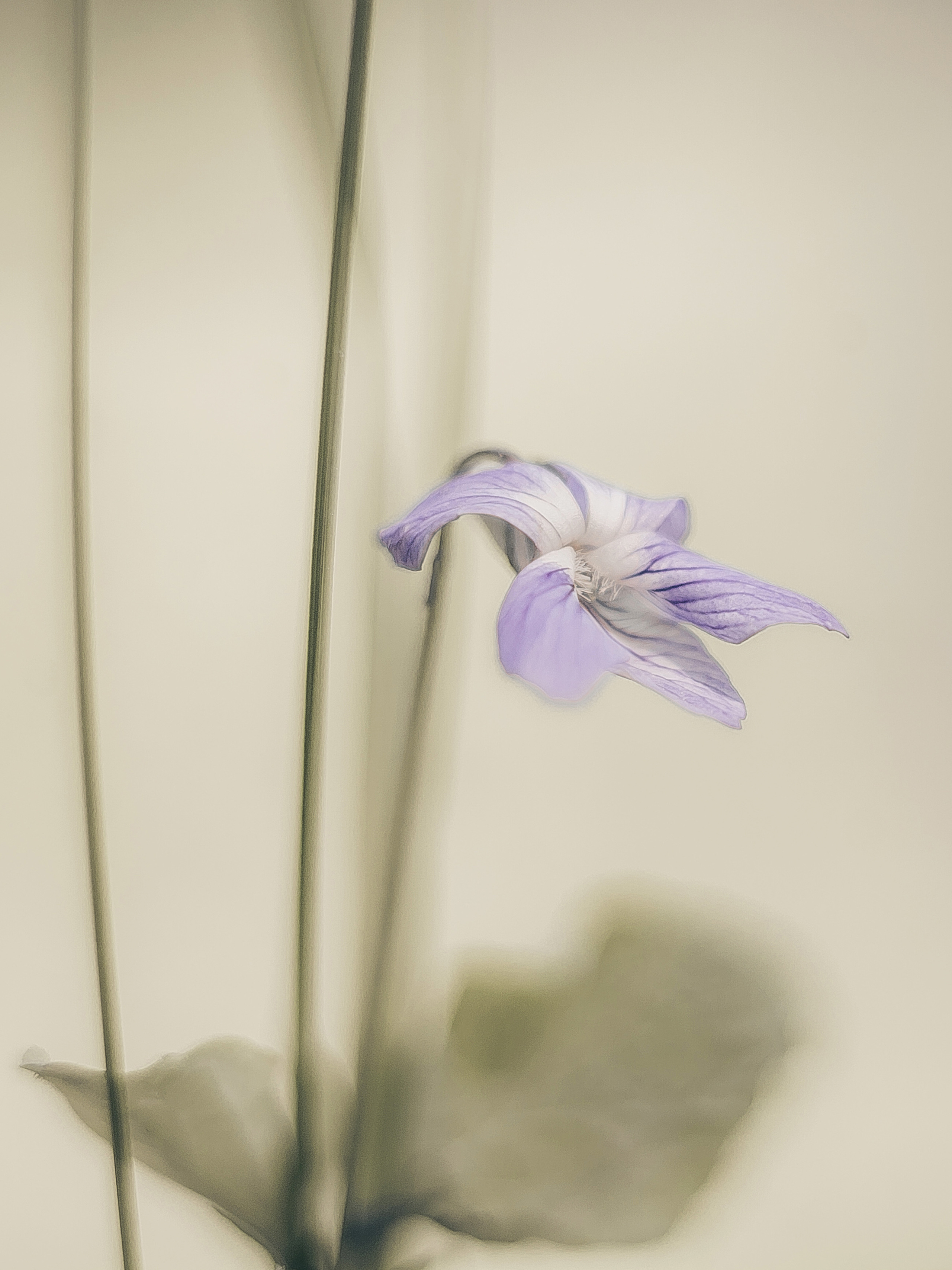 Цветы. Фотограф Ольга Мурзина