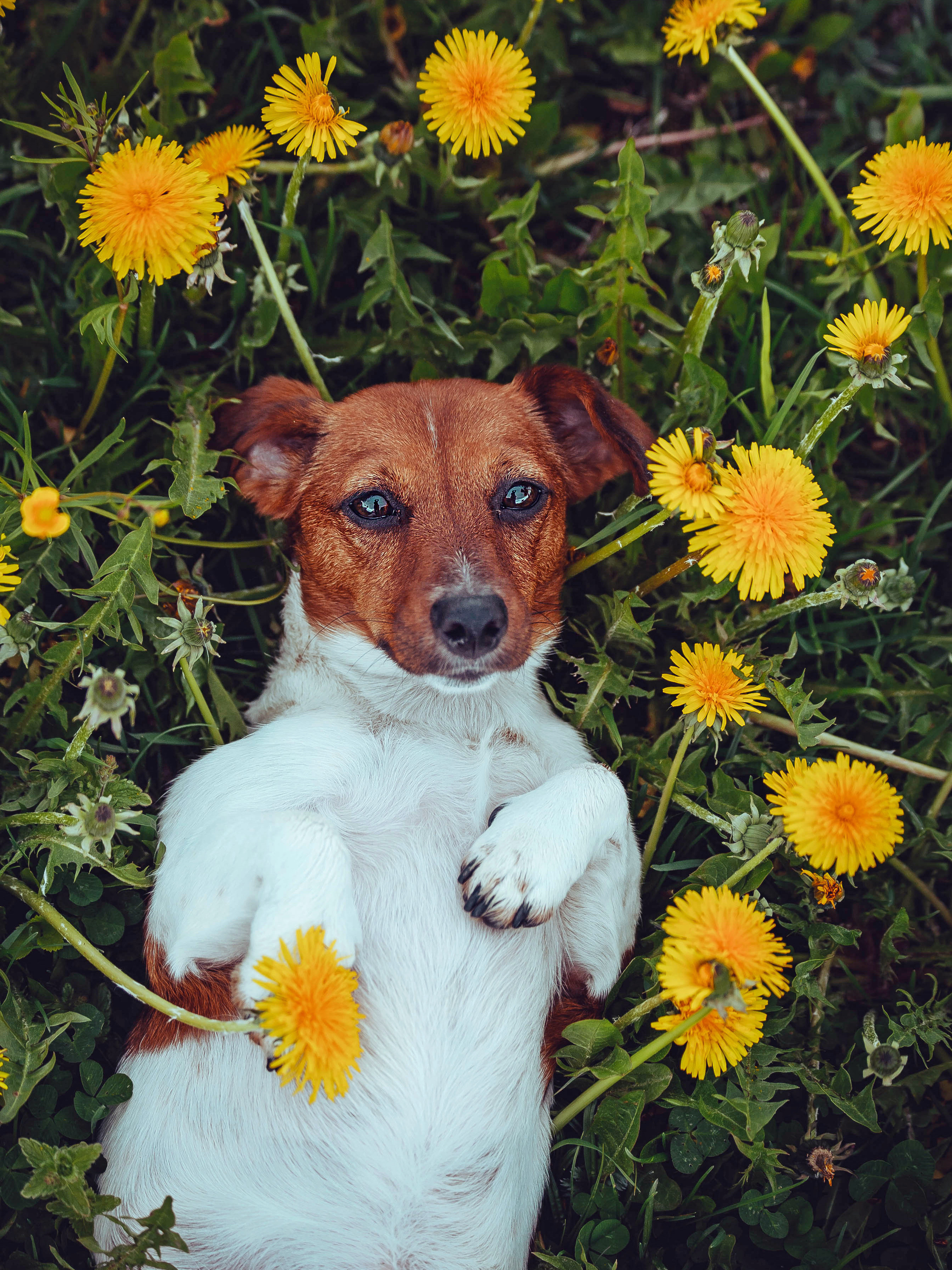 Собаки. Фотограф Ольга Мурзина
