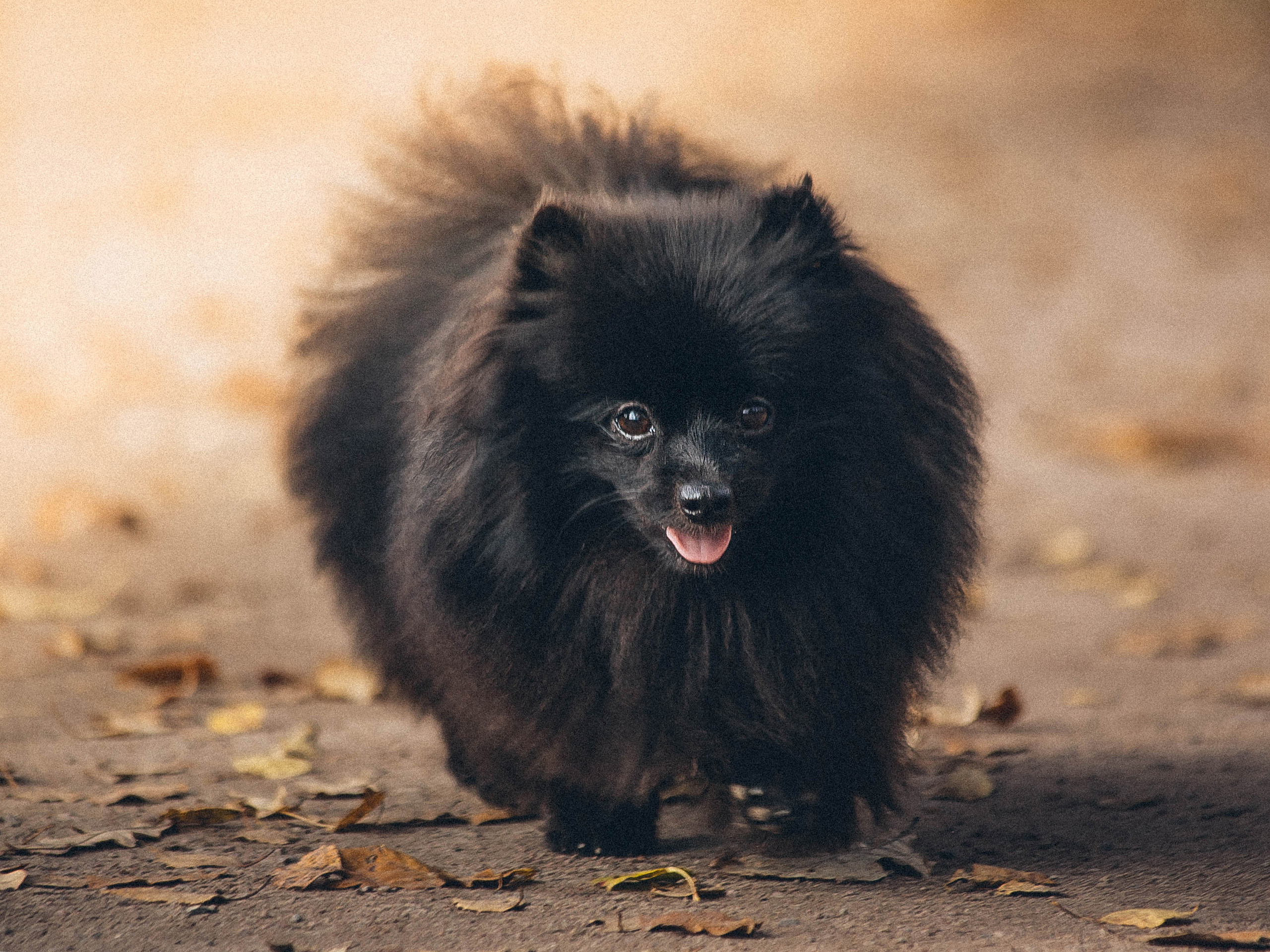 Собаки. Фотограф Ольга Мурзина