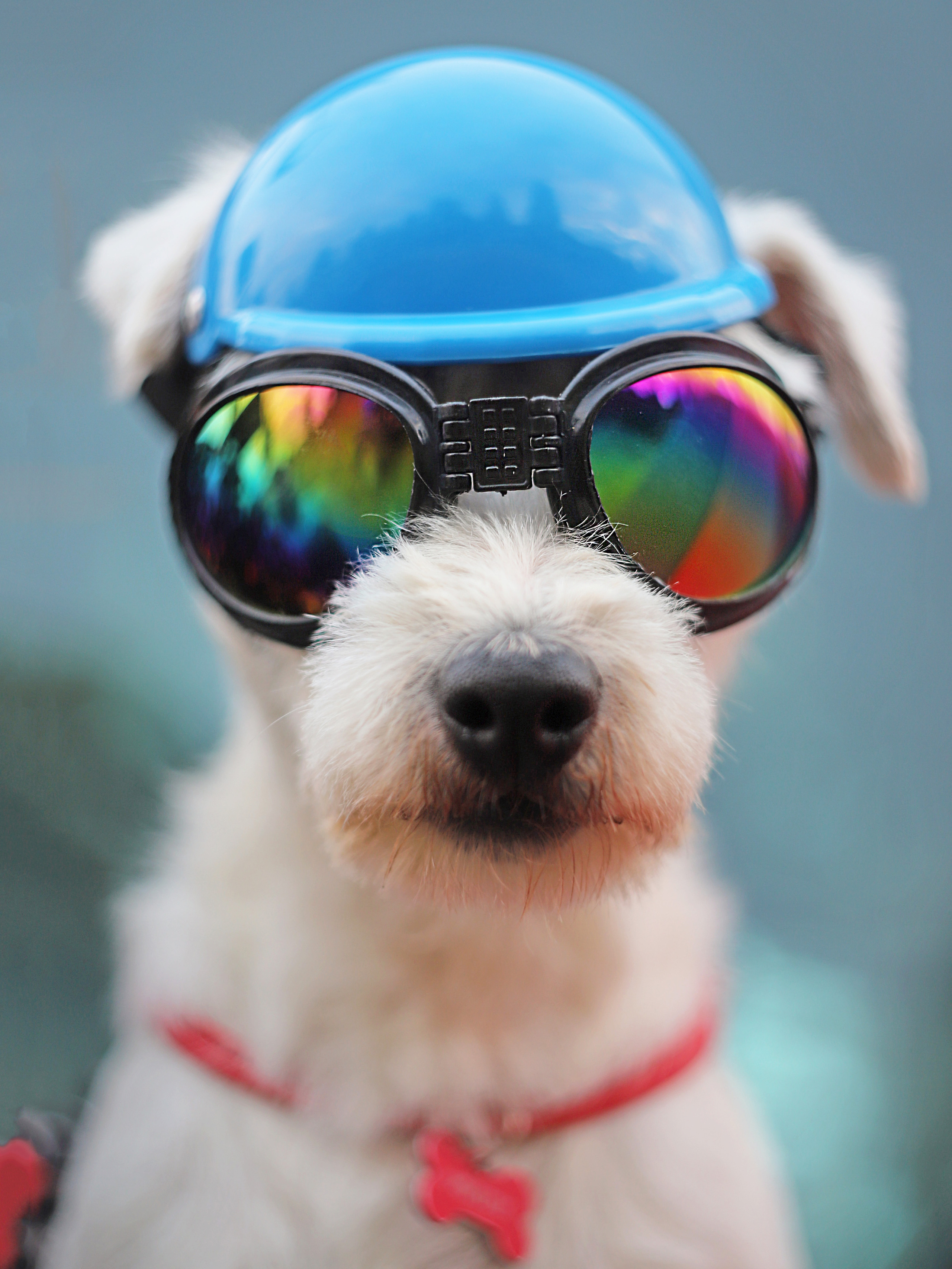 Собаки. Фотограф Ольга Мурзина