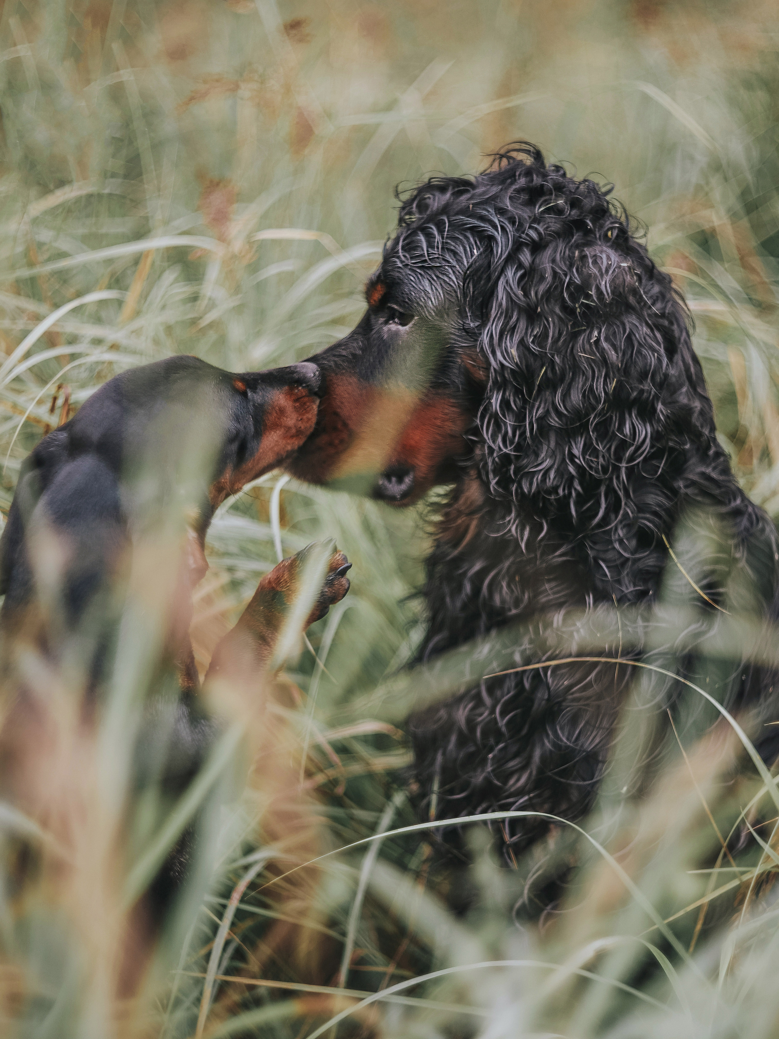 Собаки. Фотограф Ольга Мурзина