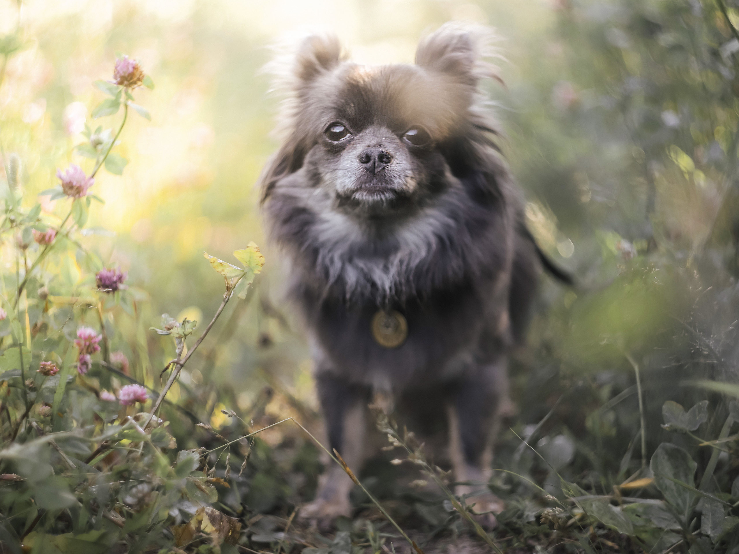 Собаки. Фотограф Ольга Мурзина