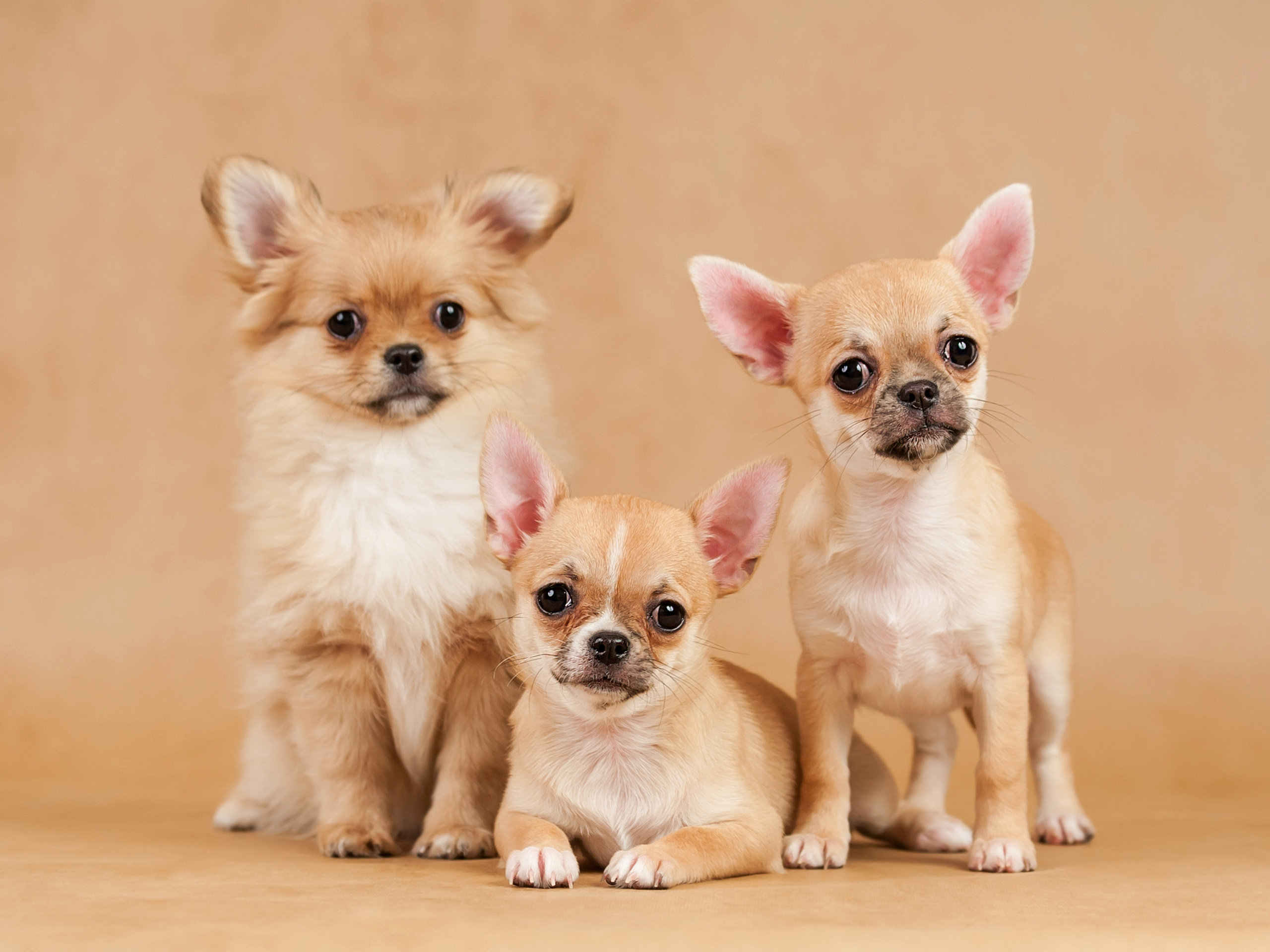 Марина и ЧиЧи. Фотограф Ольга Мурзина