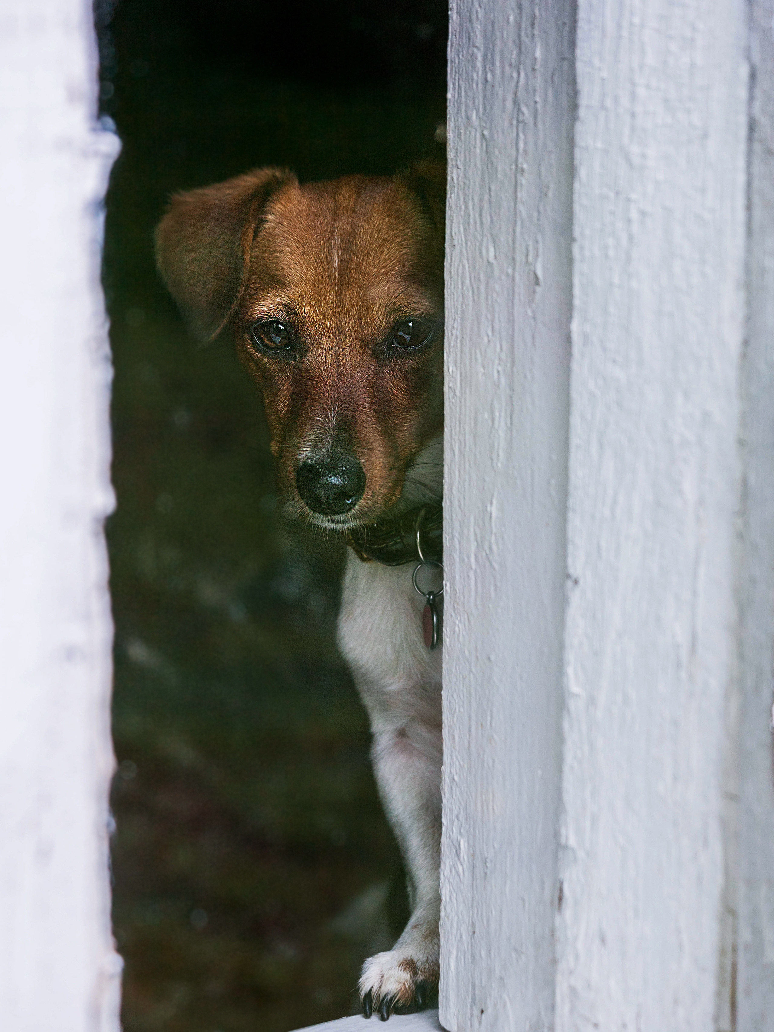 Собаки. Фотограф Ольга Мурзина