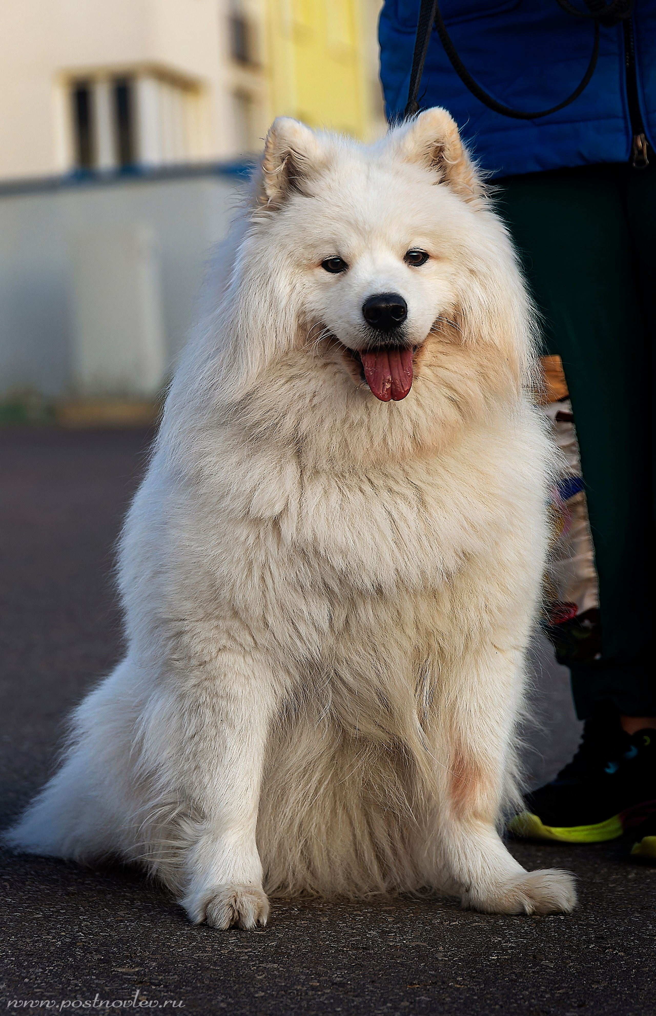 Все остальные красавцы. Лев Постнов.Фотограф. Нижний Новгород