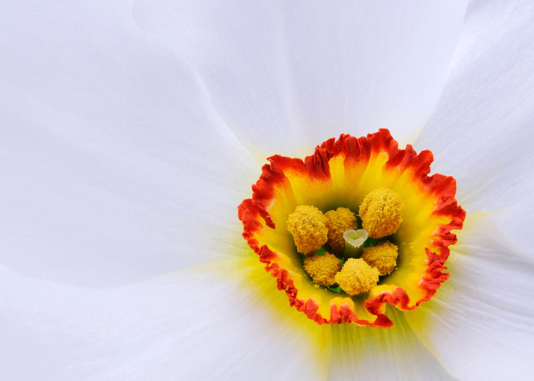 Натюрморт. Фотограф и видеооператор из Москвы Алексей Черкасов
