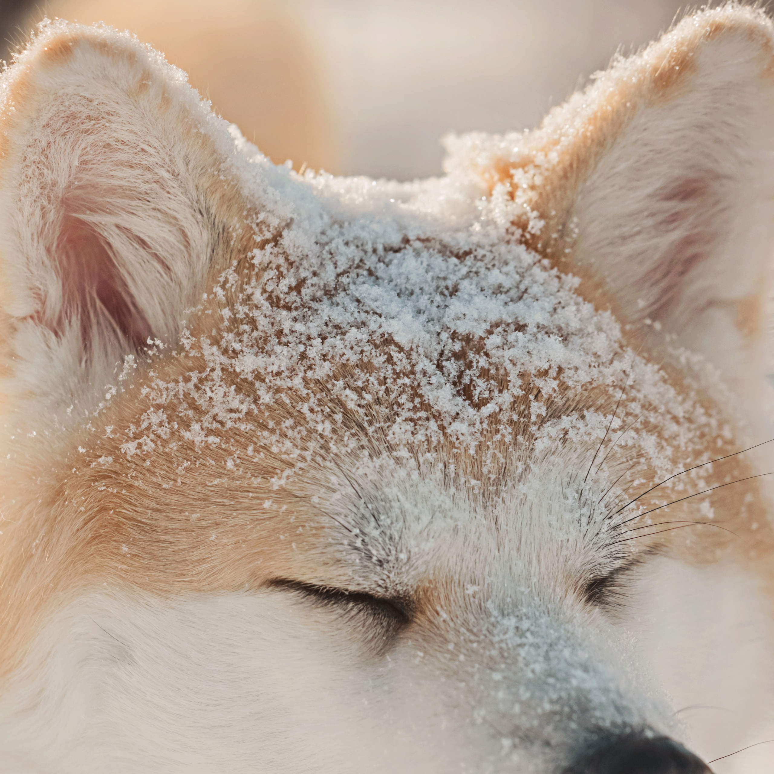 Катя и Ханна. Le_Dlu Фотограф Елена Длужинская
