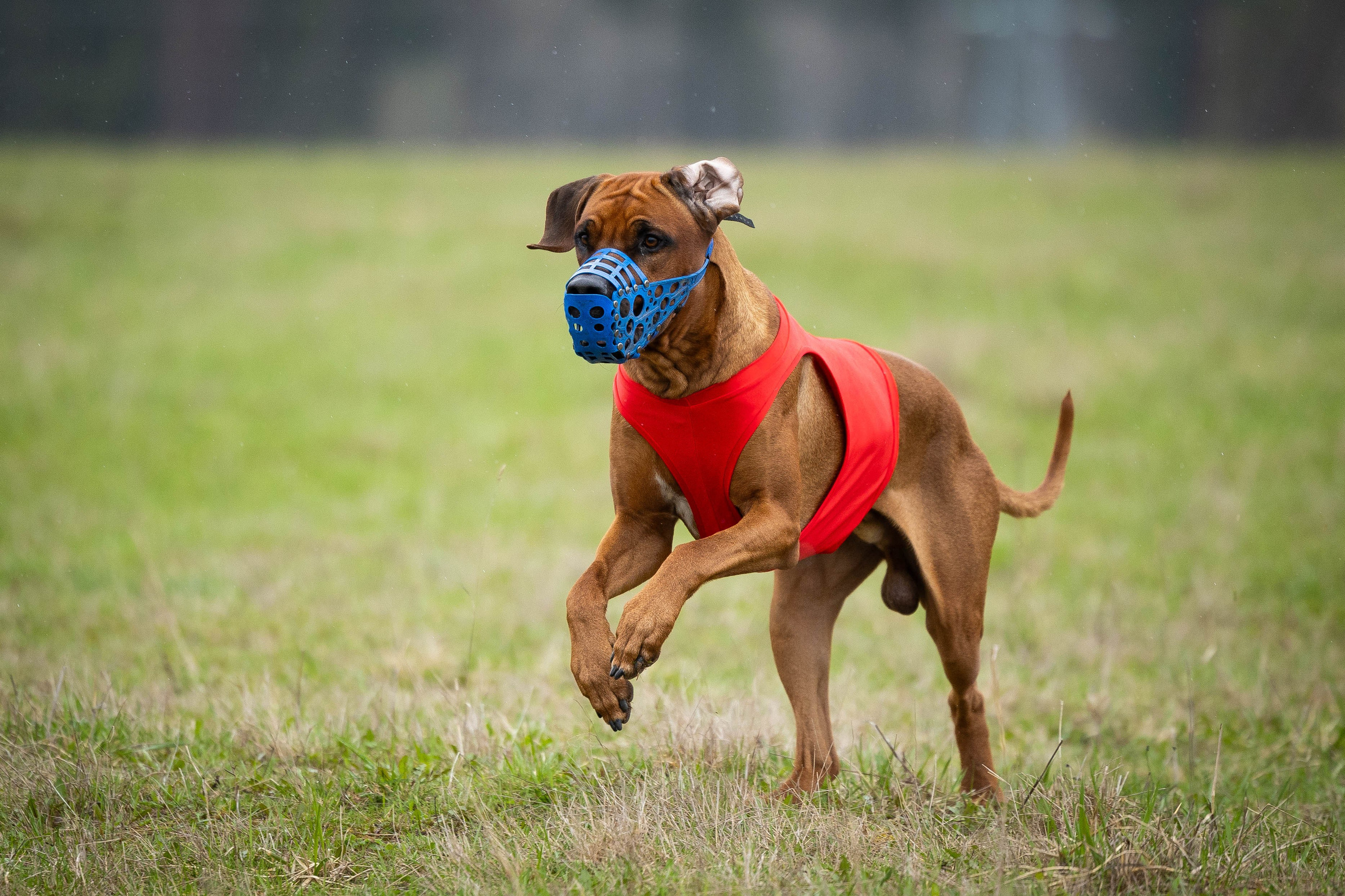 Курсинг. Фотограф Анималист в Перми Анастасия Остерман