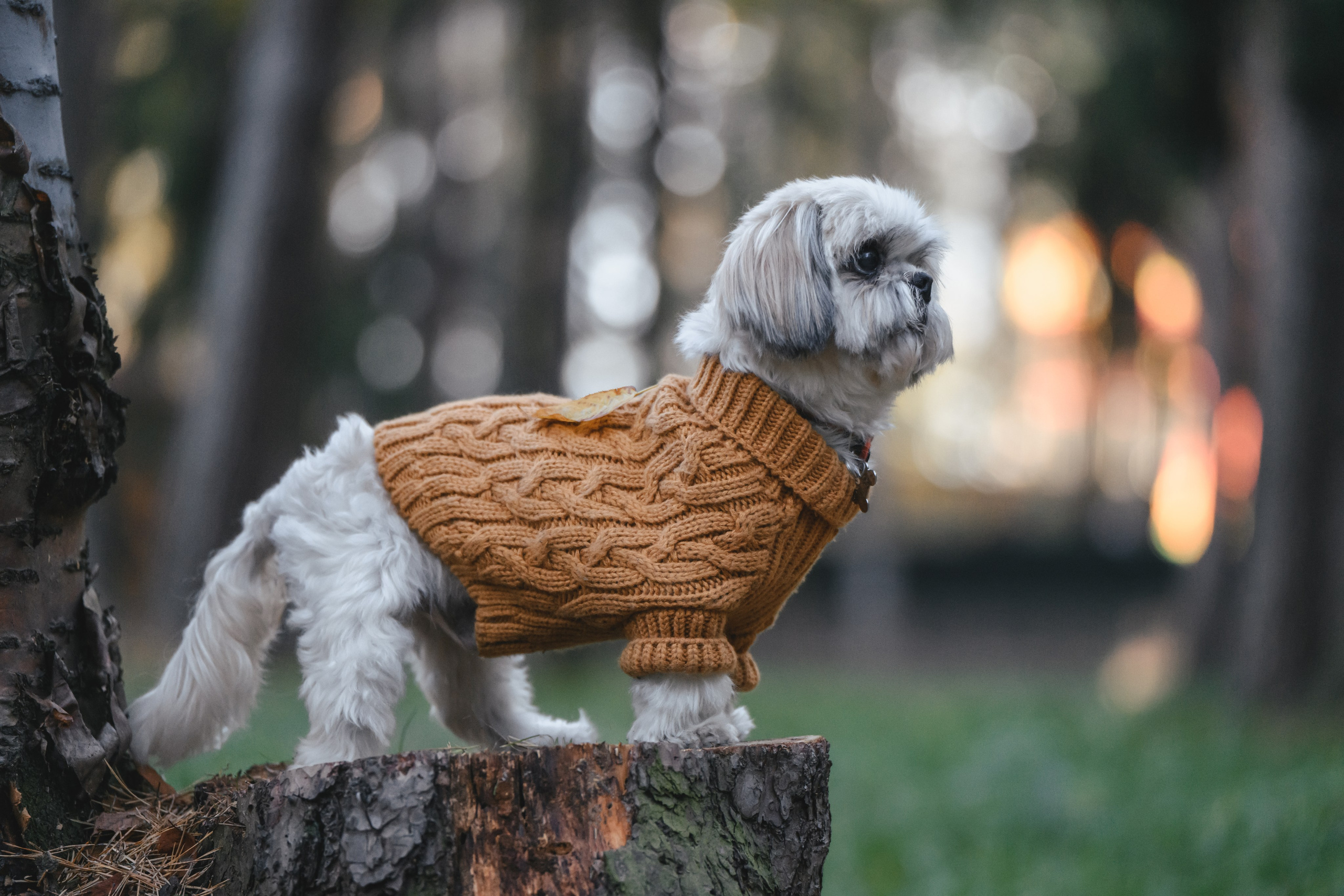 Ирина и Винни. Фотограф Анималист в Москве Анастасия Жучкова