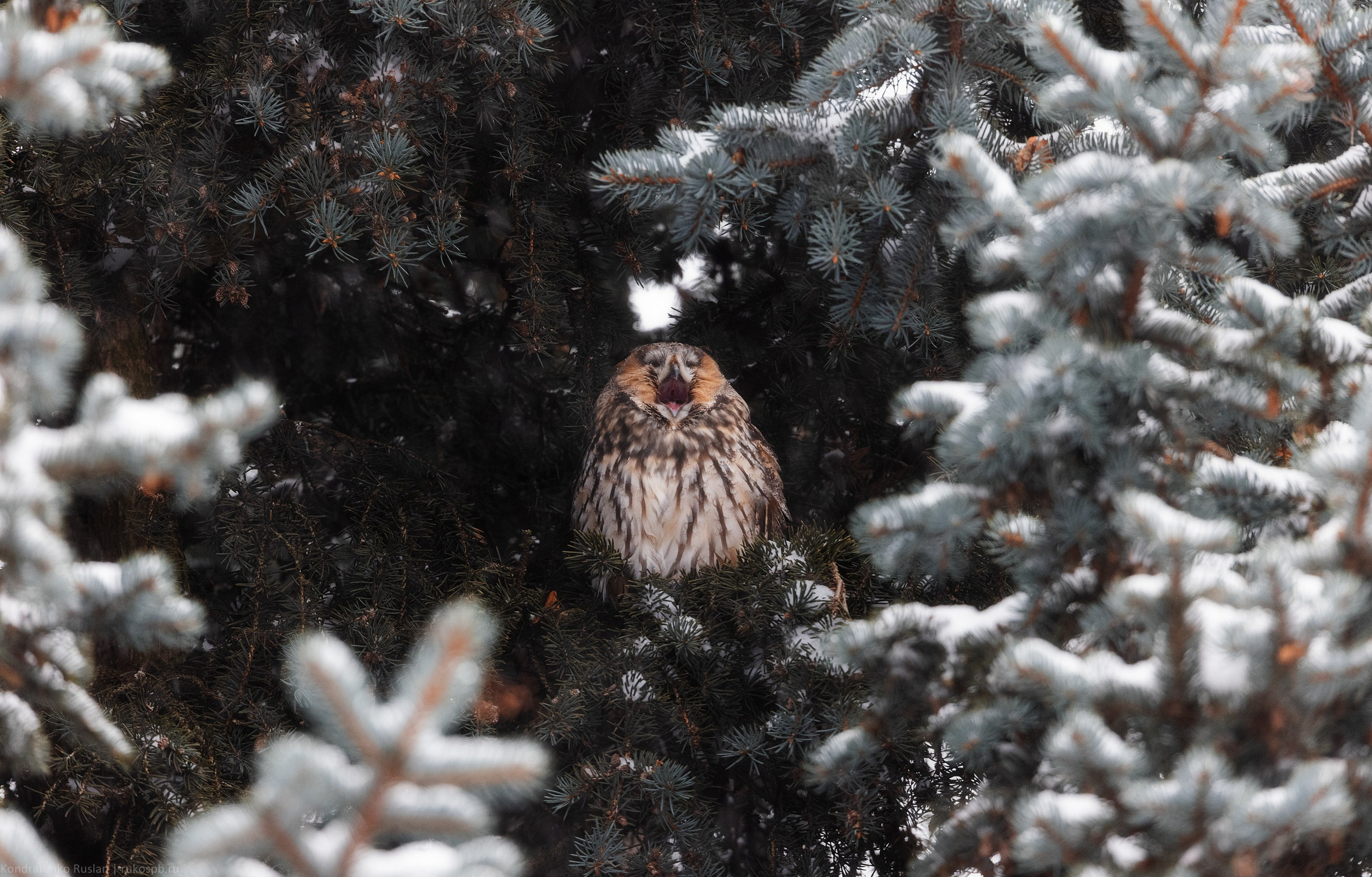 Ушастая сова. Архитектурный и пейзажный фотограф Кондратенко Руслан, Санкт-Петербург