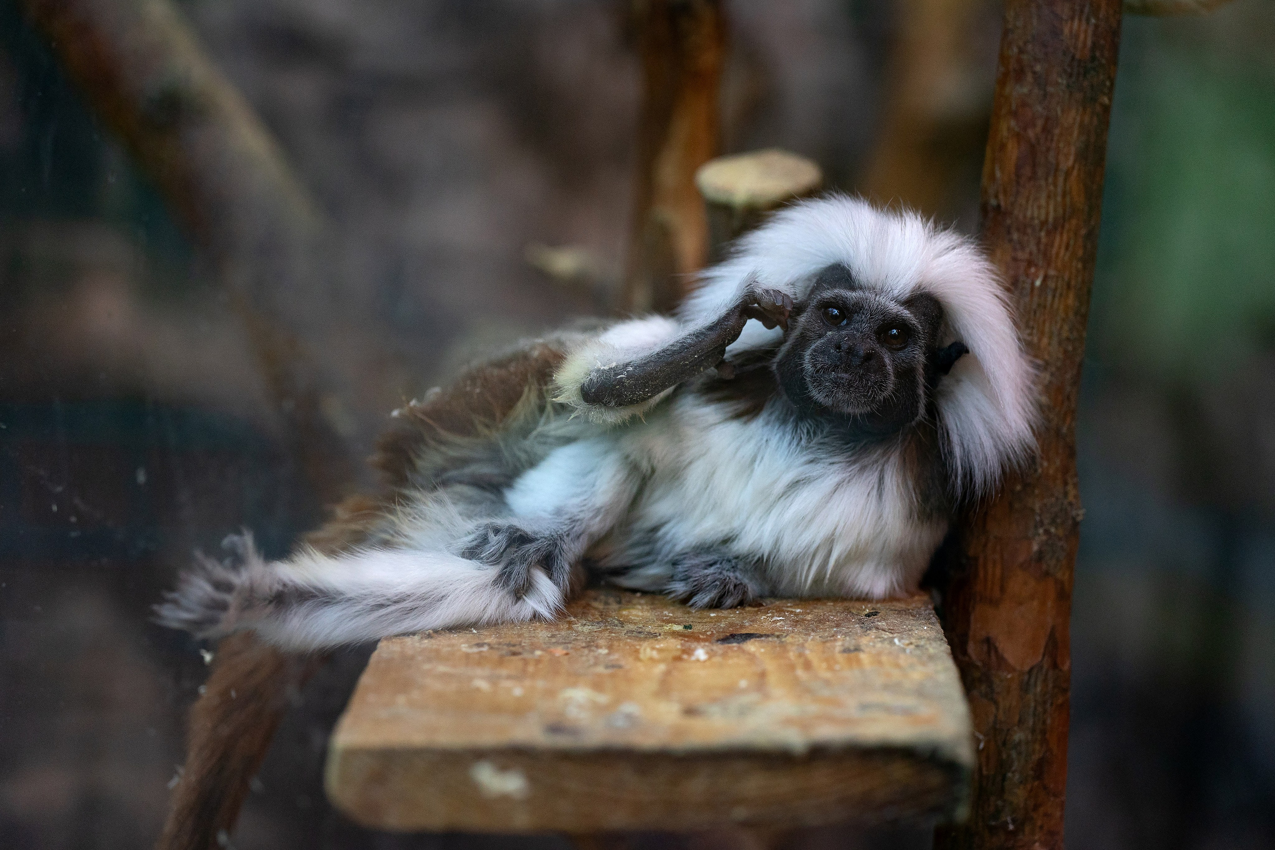 Анималистика