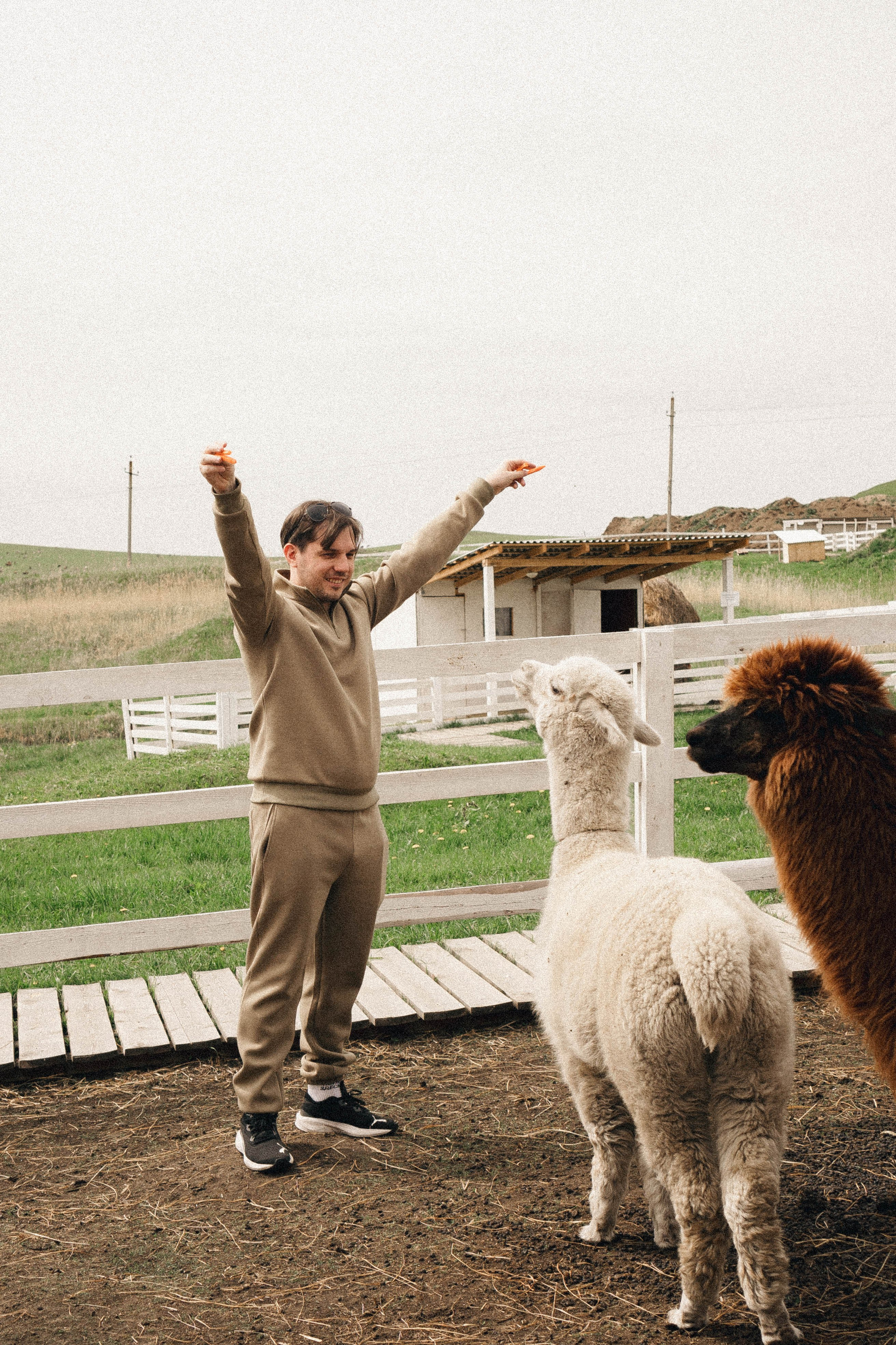 Ферма Альпак. Профессиональный фотограф, Санкт-Петербург — Виктория Богомолова