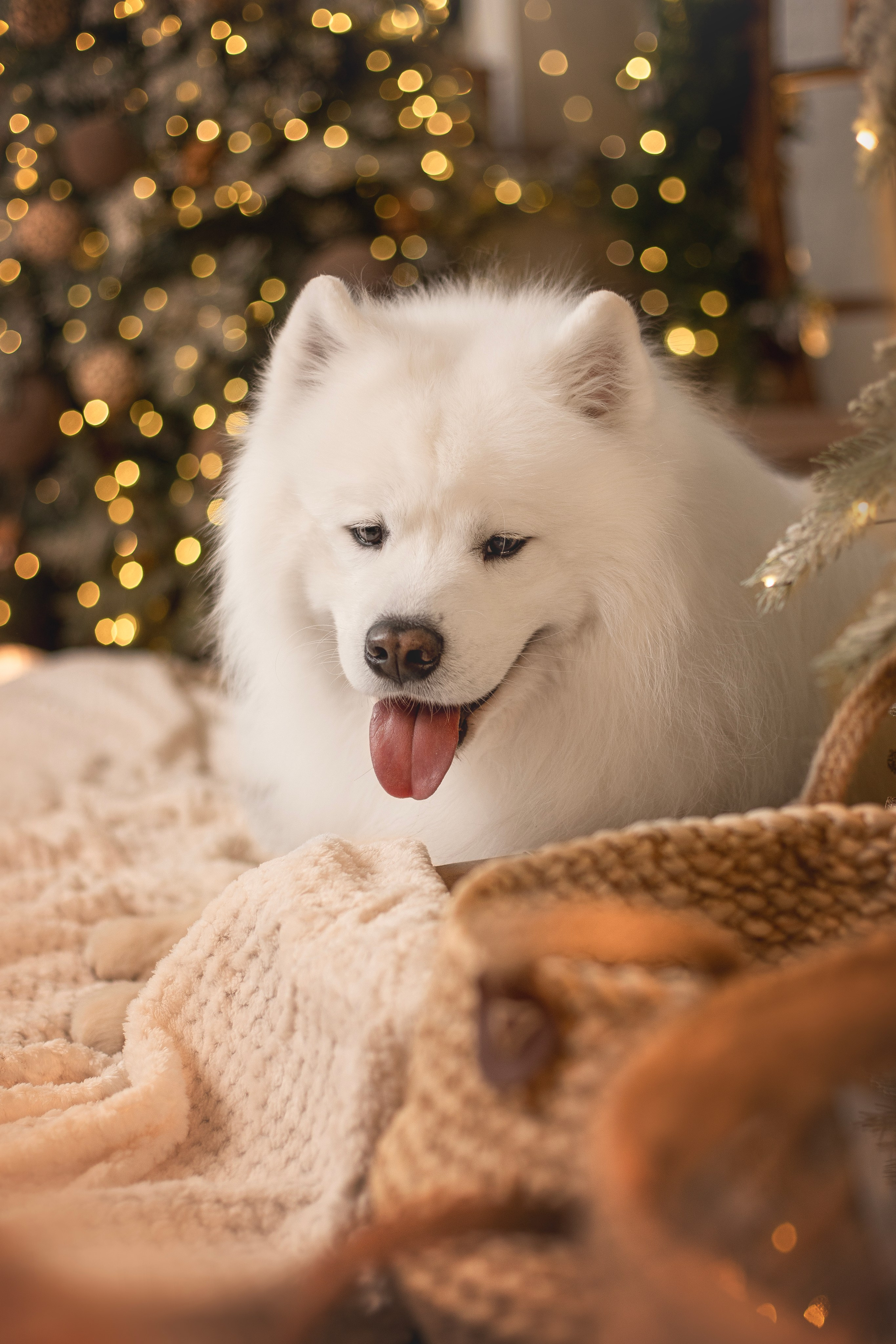 Пушистые самоедские драконы в студии. Фотограф анималист в Москве Майорова Евгения