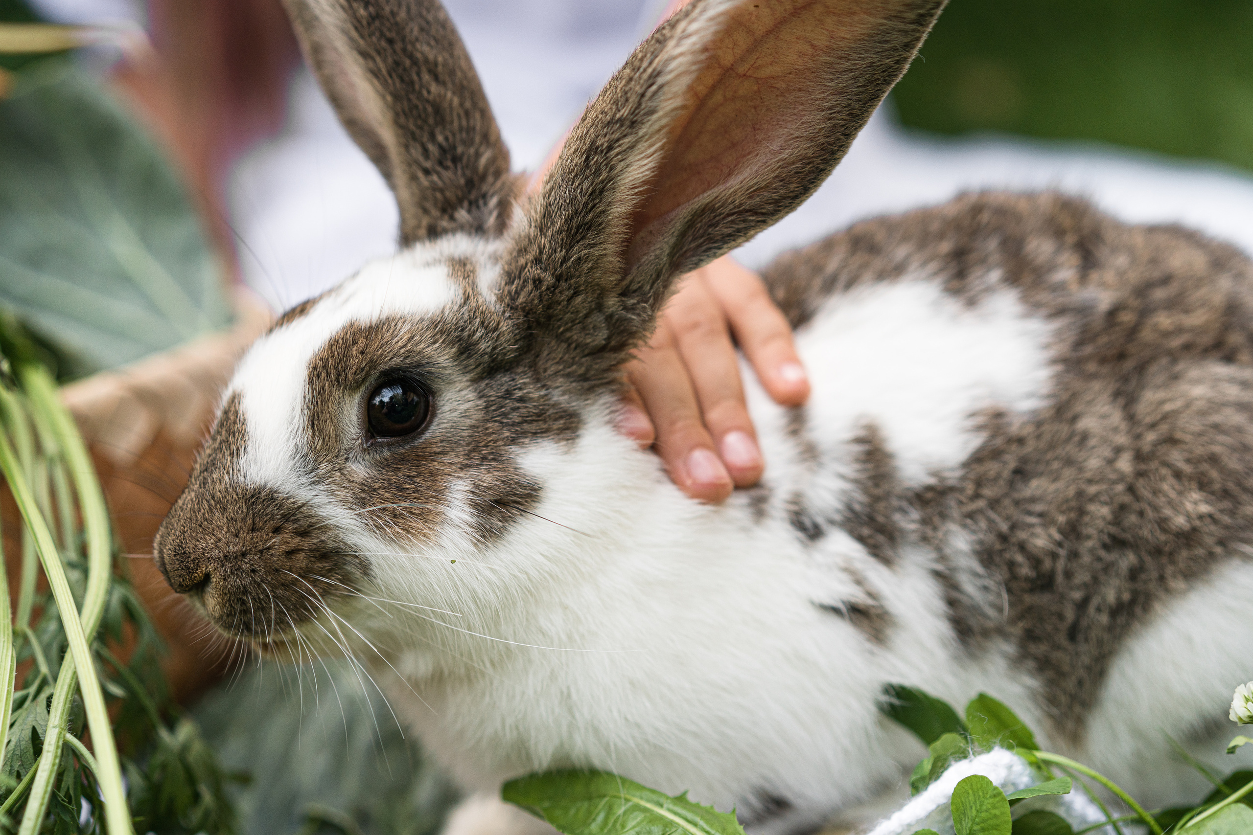 детский фотограф красноярск, детская фотосессия, детская фотосессия на природе, фотосессия с животными