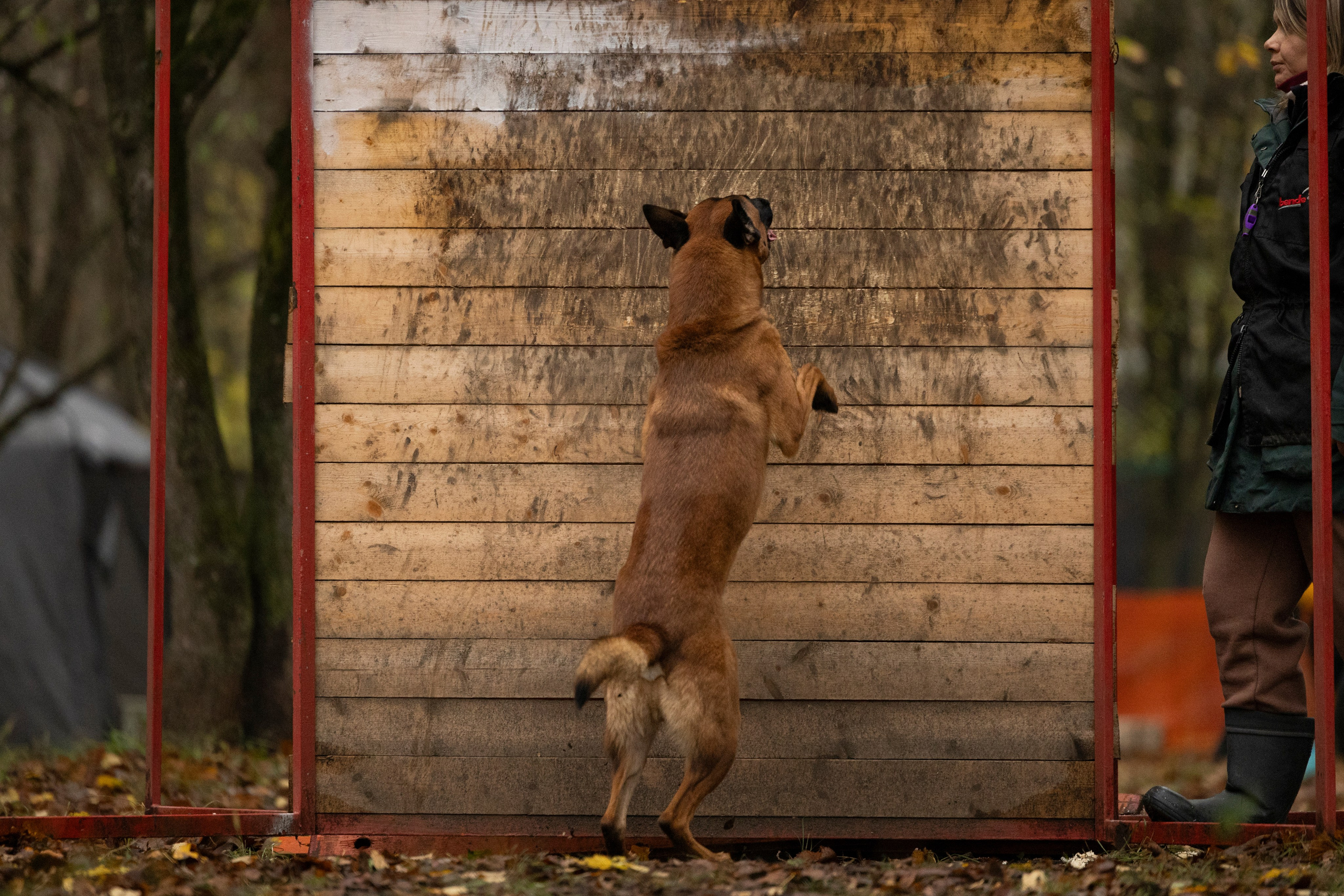 Соревнования по Мондьорингу г. Вологда. Фотограф-анималист Анна Маринич
