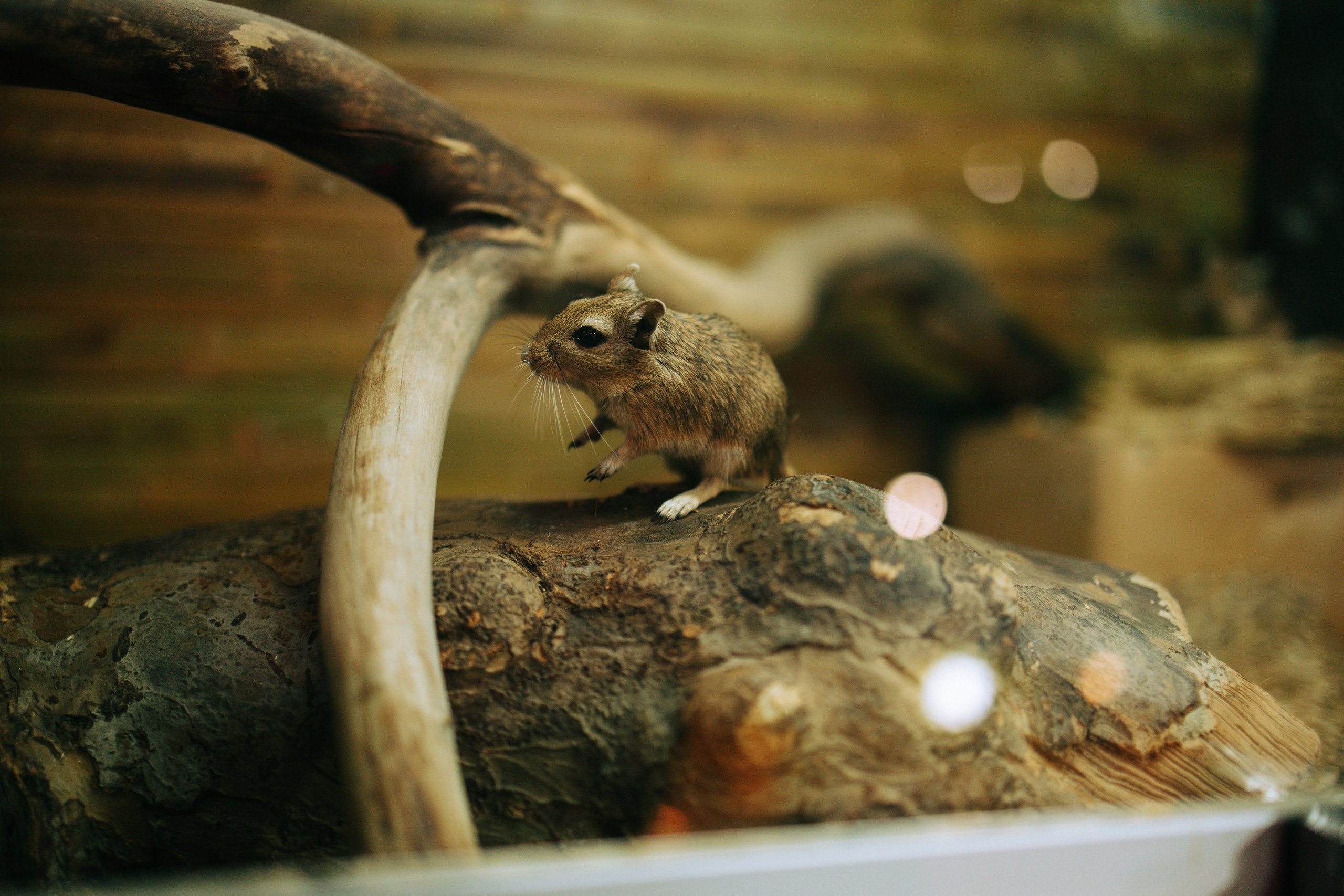Осень, парк, экзотариум. Свадебный и семейный фотограф в Туле и области Маша Костина