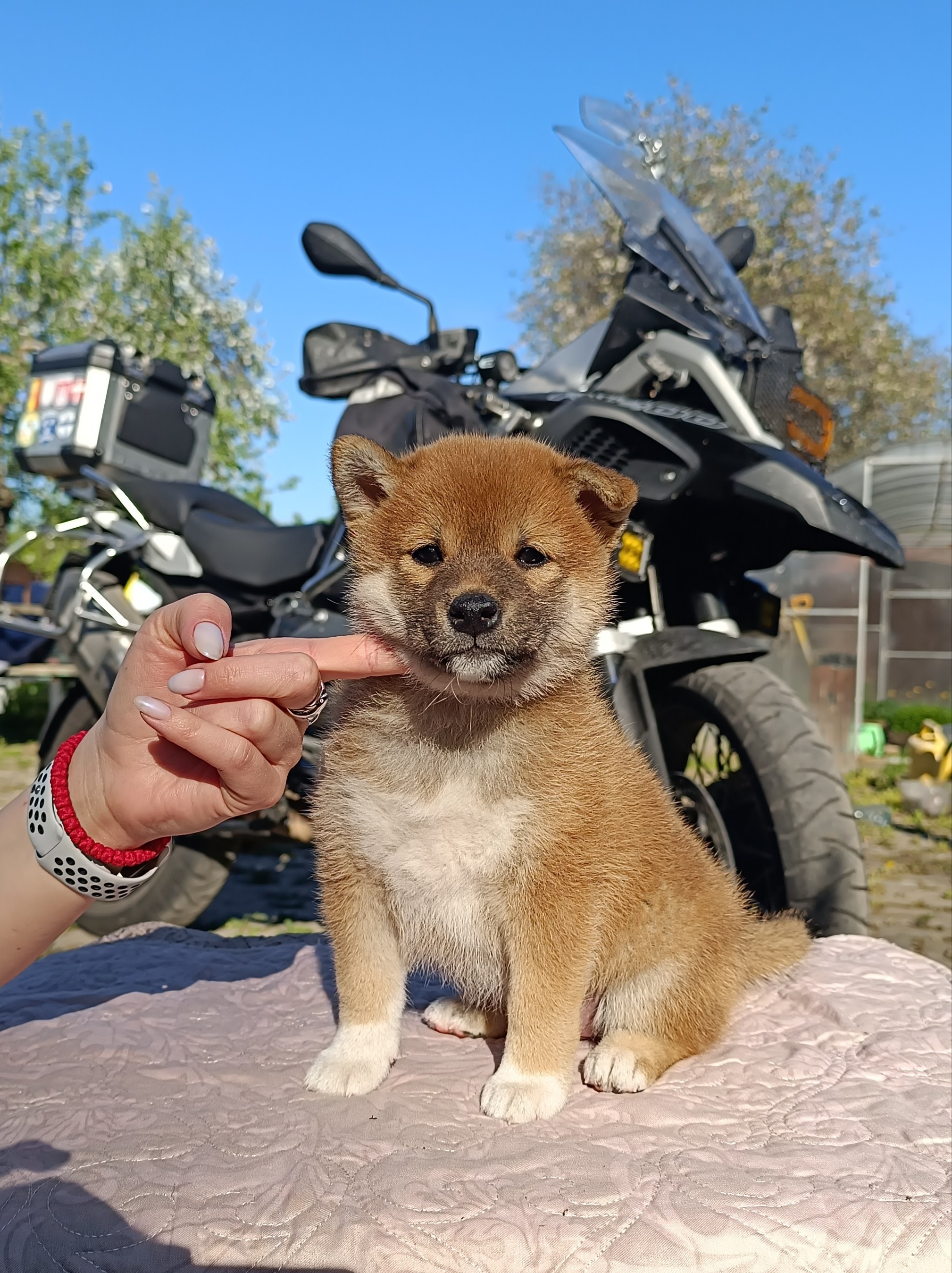 Сиба Rubylight Fumiko питомник Рубилайт