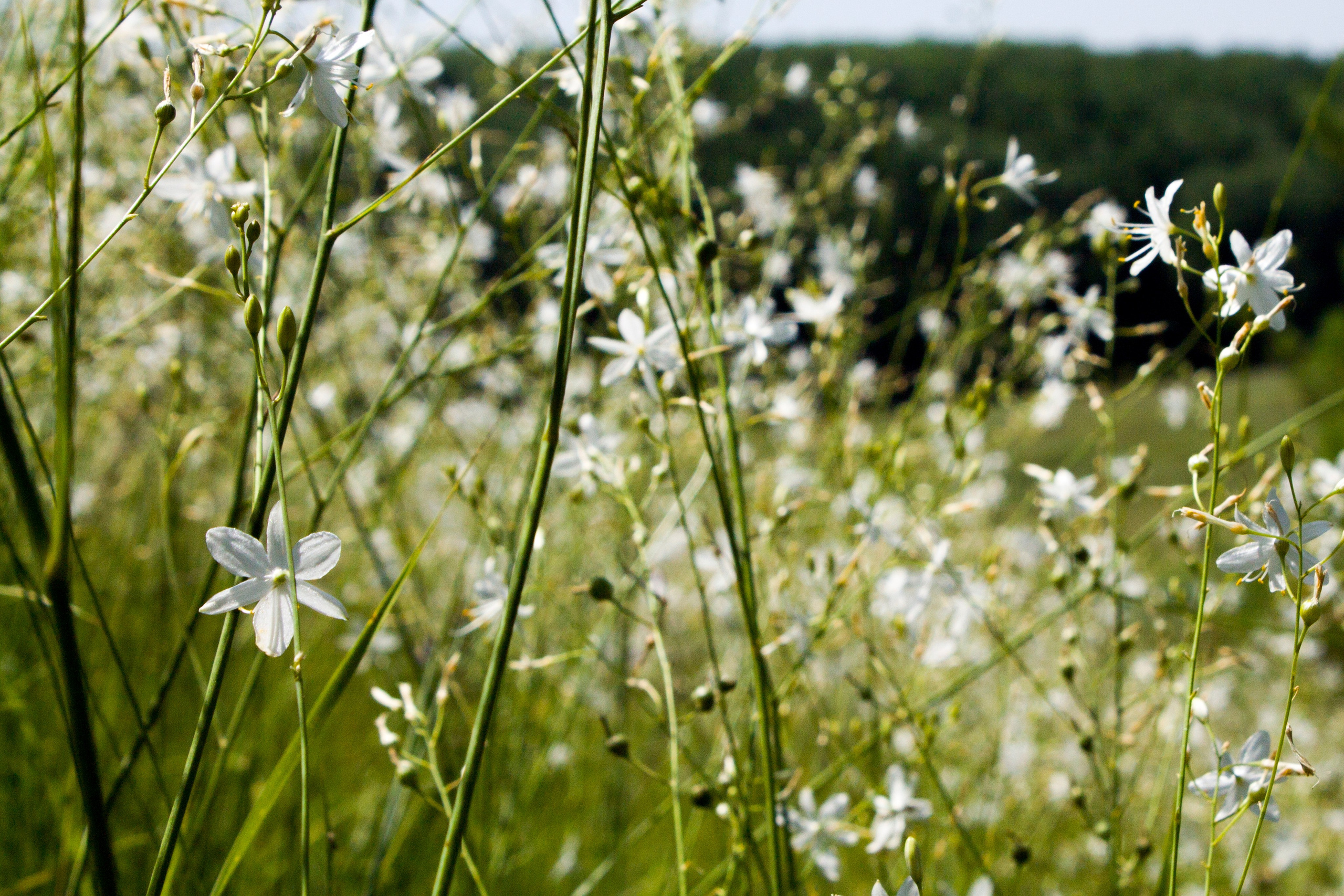 Цветы, колосья и все, что растет. Фотограф Старый Оскол Мавлыга Мария