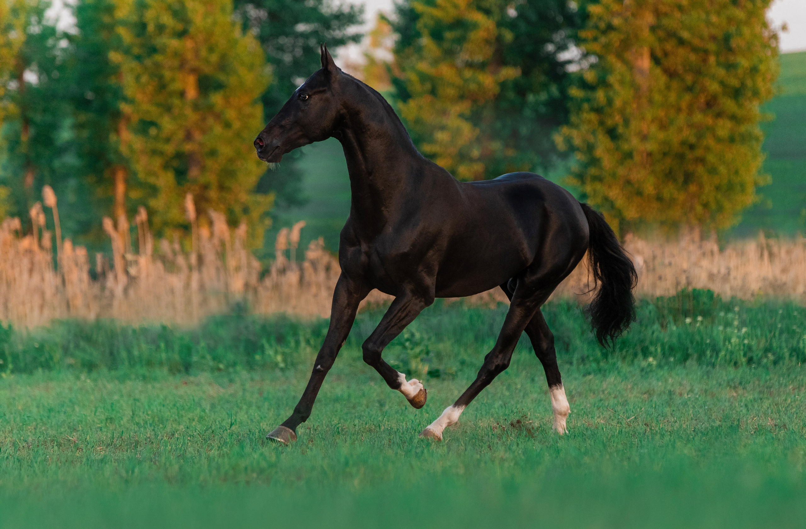 В движении. Фотограф-анималист Ксендзова Кристина