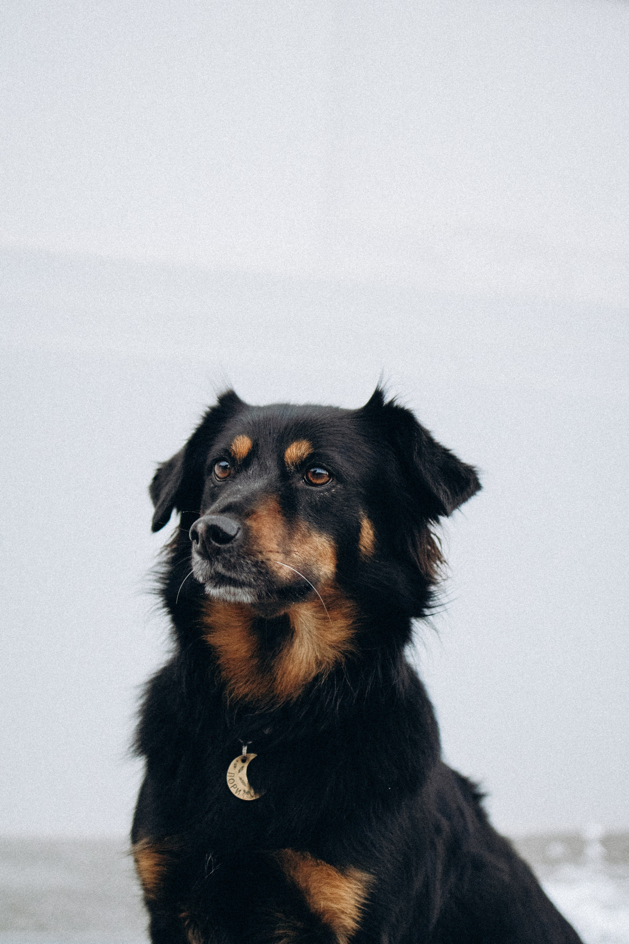 Саша, Ксюша и их банда. Фотораф — анималист Мария Шистка