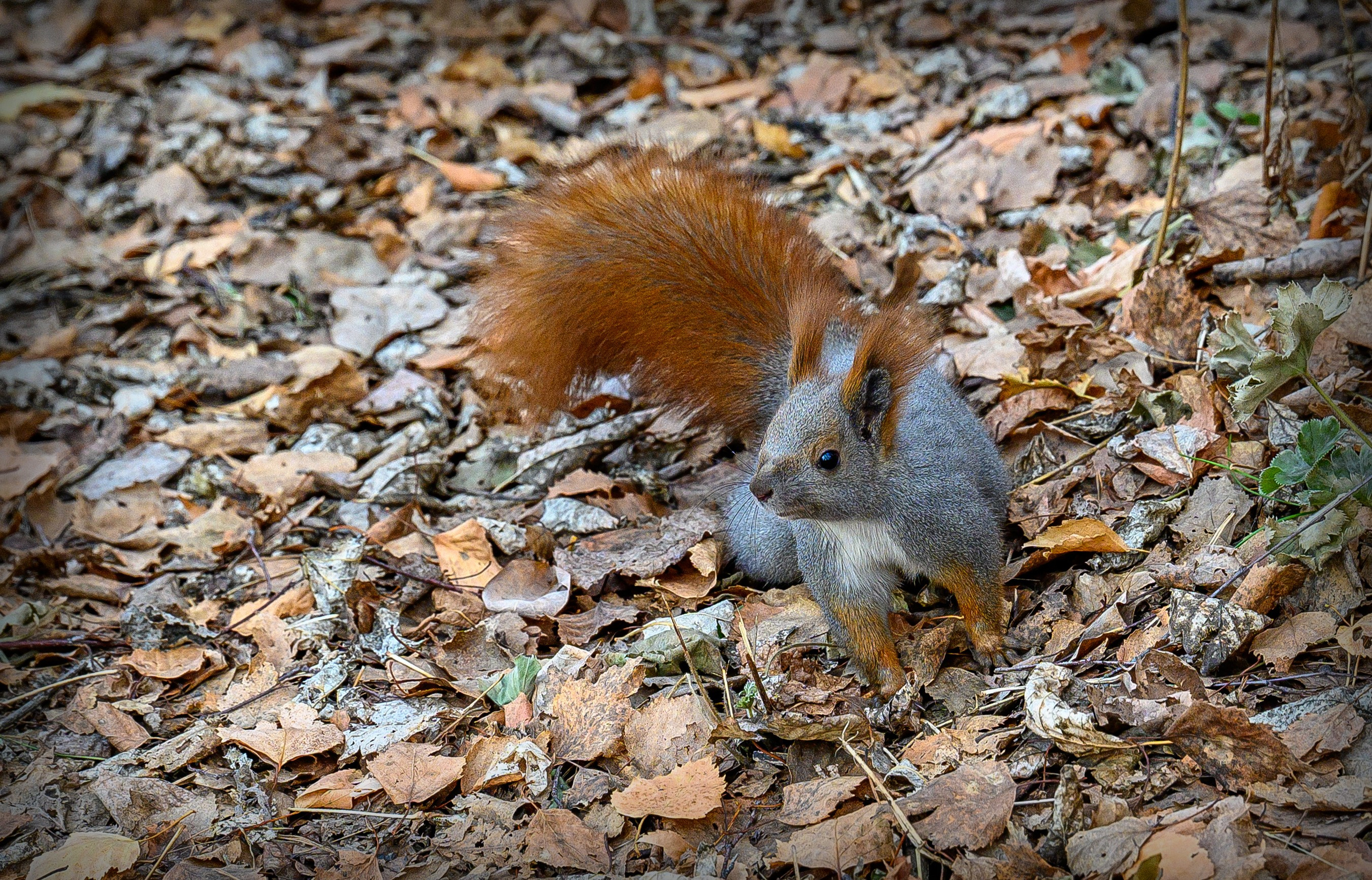 Осень. FotoGraf