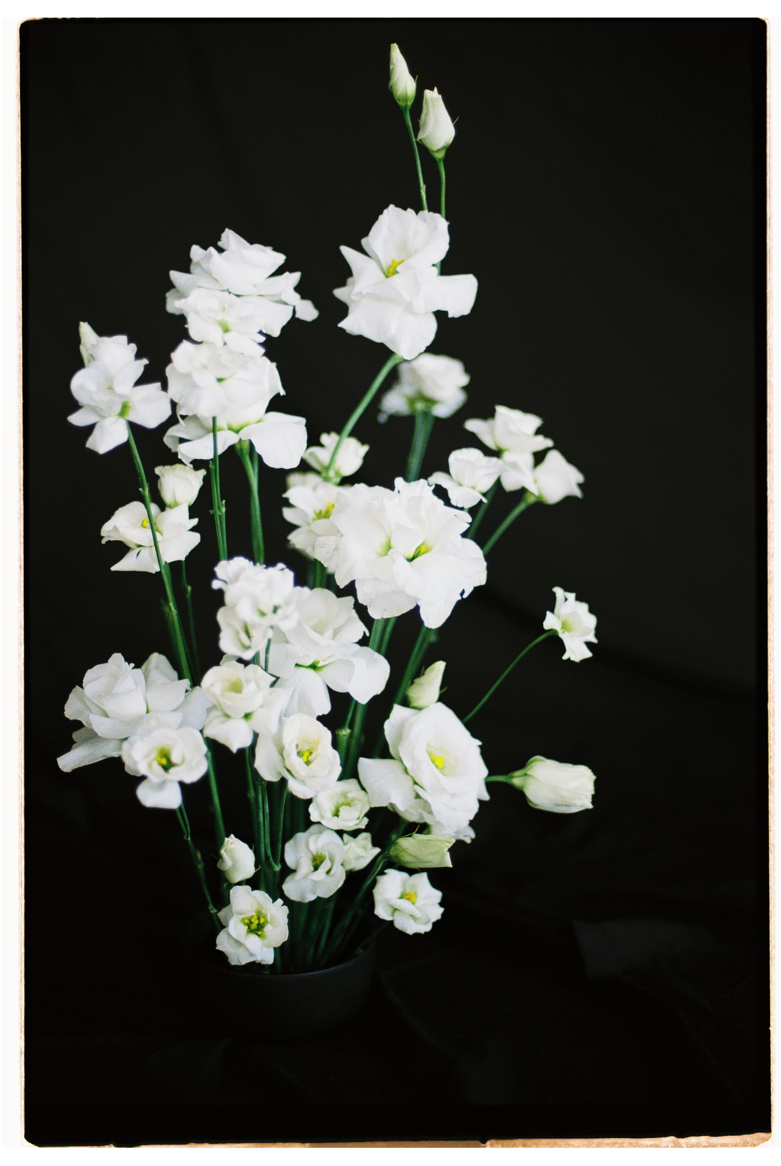 Анастасия и цветы. Свадебный и фэшн фотограф в Москве и Санкт-Петербурге