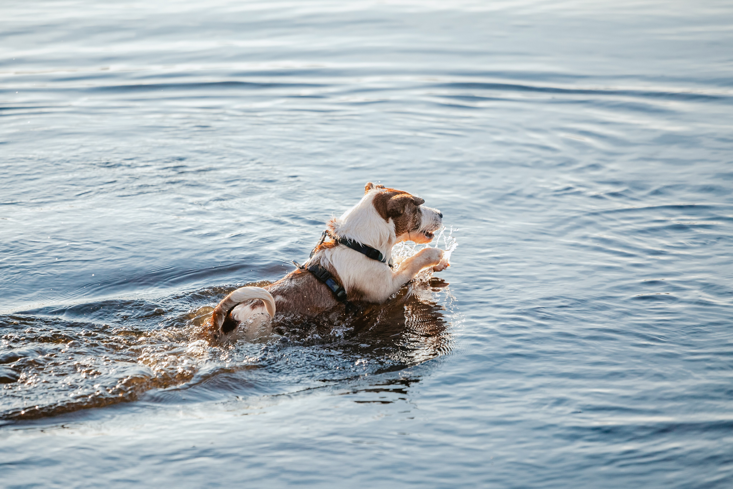 Фотопрогулка в Ленобласти. Фотограф-анималист Татьяна Степанова