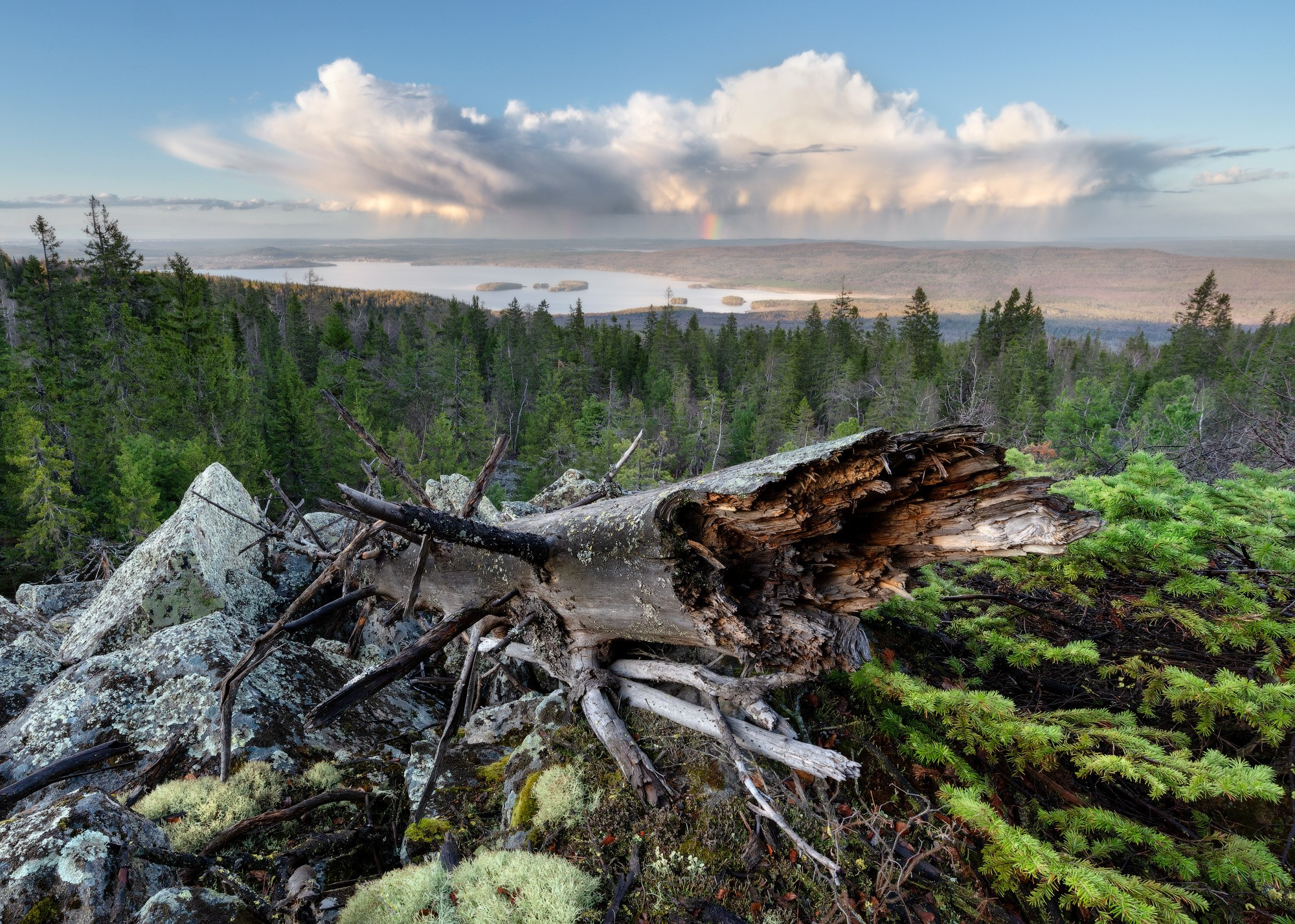 Ствол сломанного дерева в тайге на вершине горы Белая возле Нижнего Тагила.