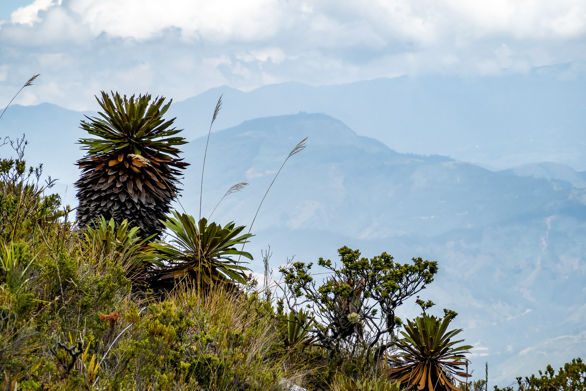Монги (Mongui). Колумбия (Colombia). Фотограф Алексей Скоробогатько
