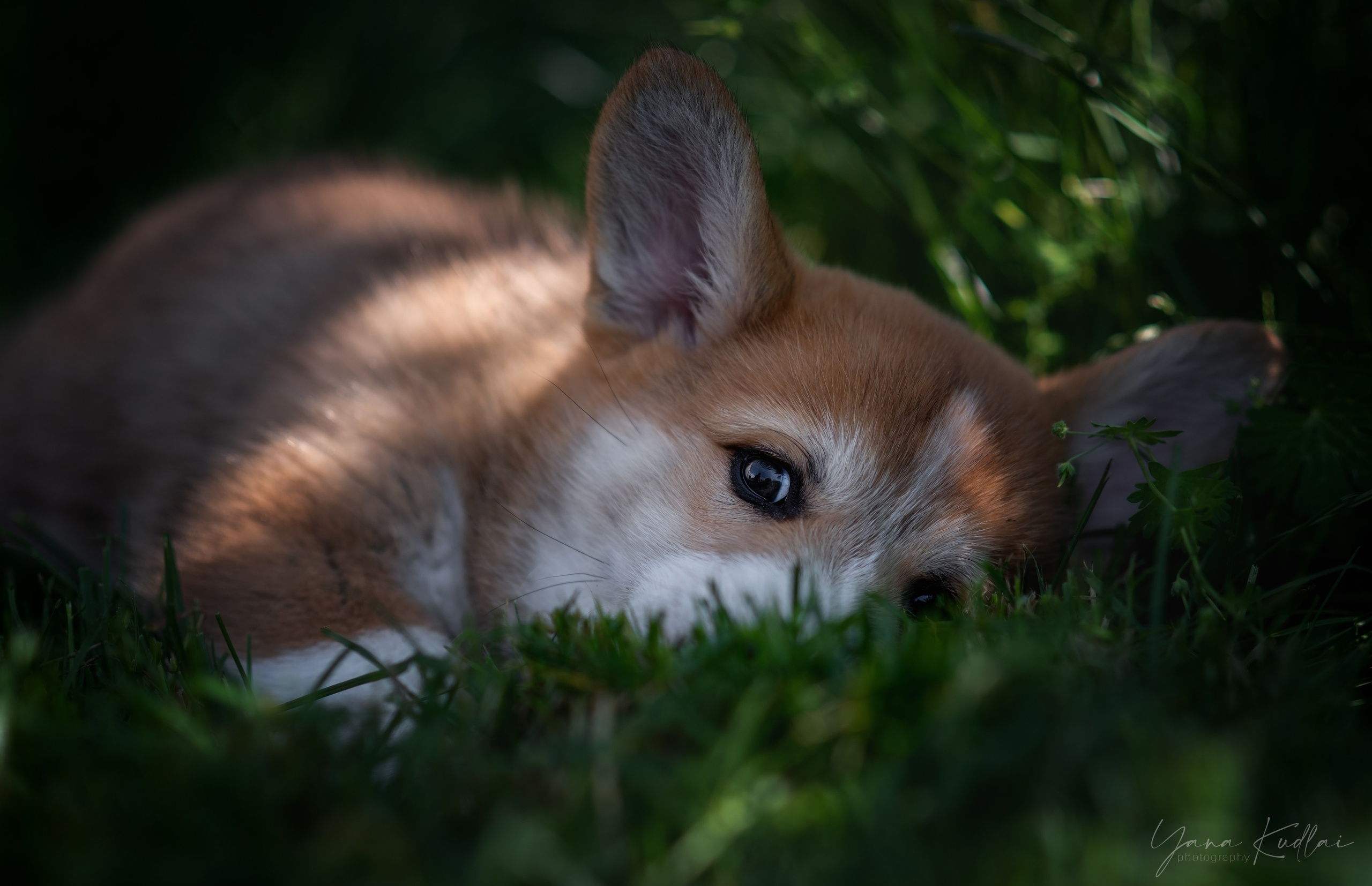 Малышарики корги). Фотограф анималист Ставрополь Яна Кудлай