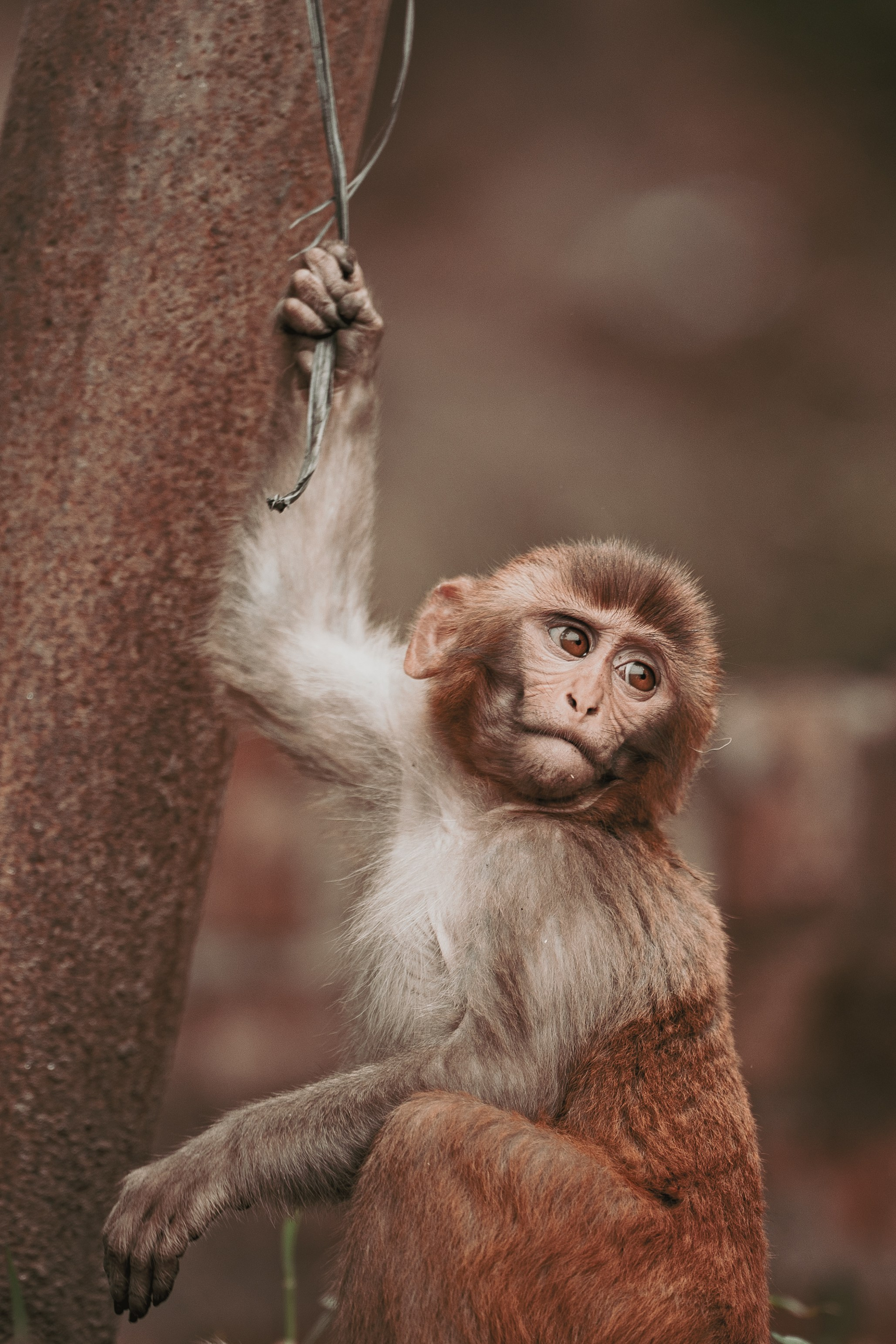 Nepal. Dmitry Ippolitov