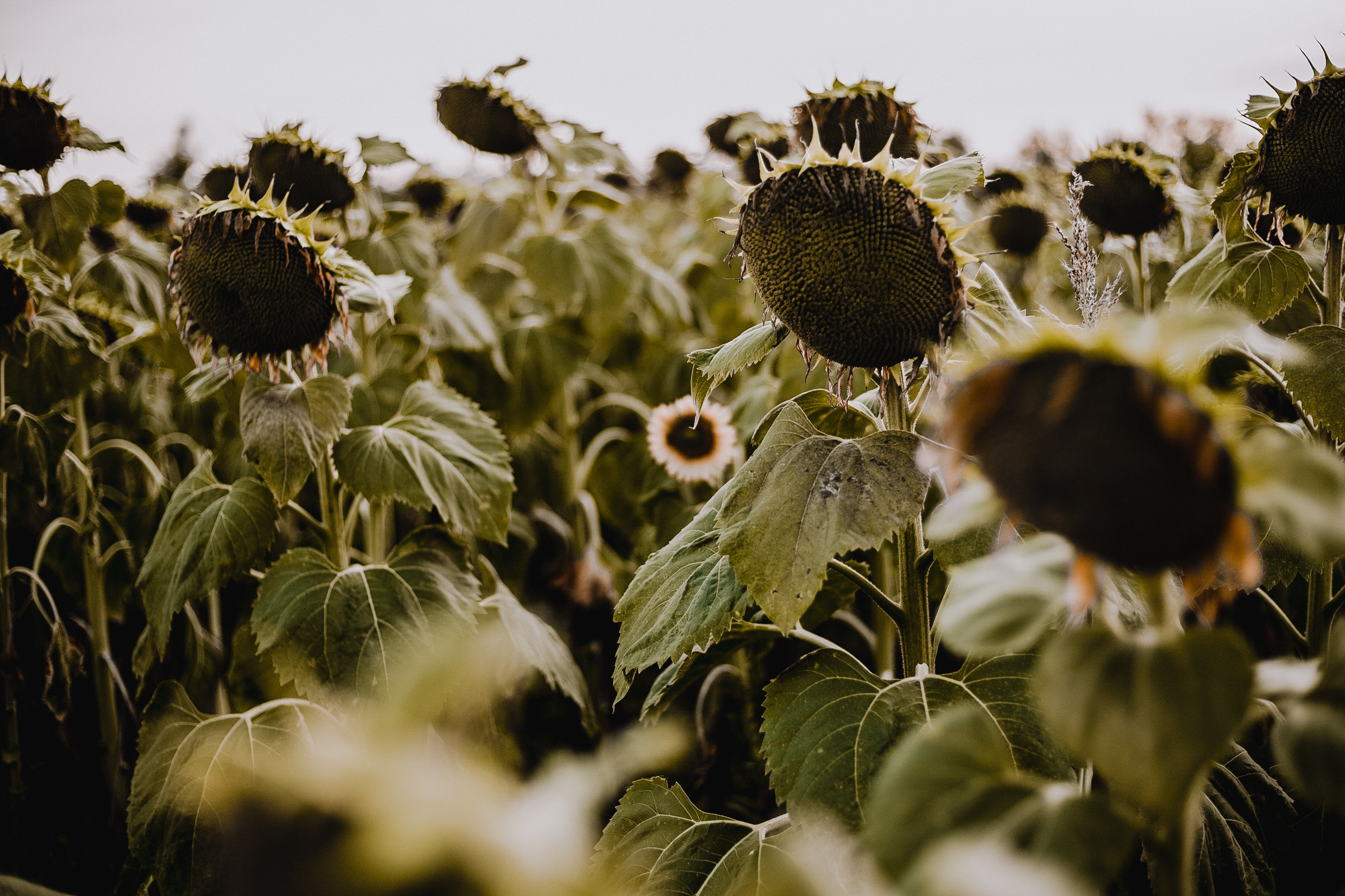 Влад &Тоня. Фотограф в Санкт Петербурге и Москве Анастасия Сиволод