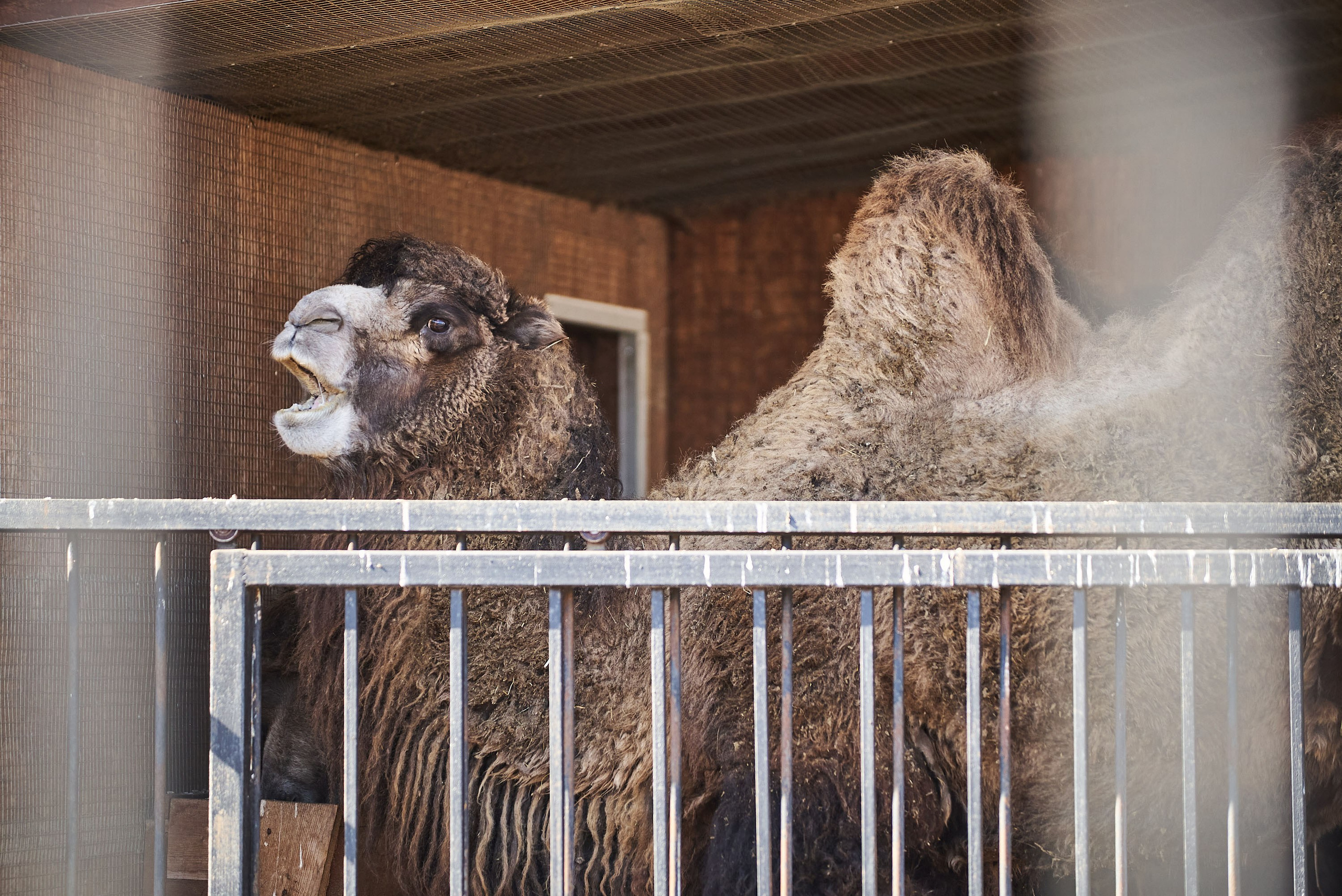 Зоопарк Иваново. Фотограф в Иваново: Каталожная съемка одежды и постельного белья, Wildberries
