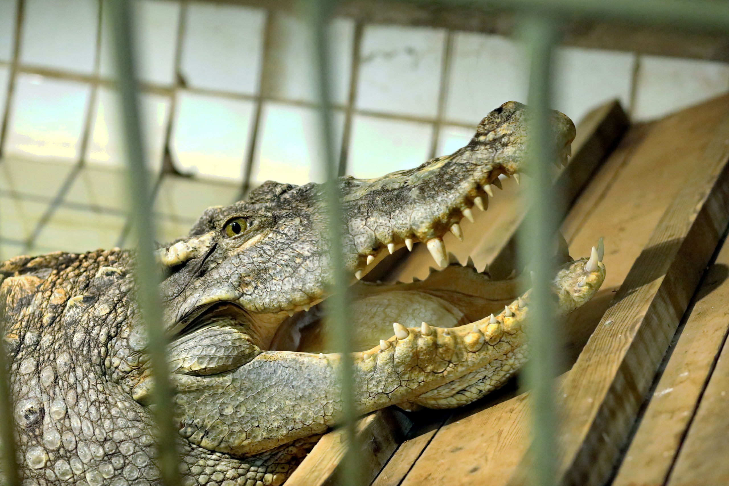Ростовский зоопарк. Фото-художник и Репортажный фотограф Николаев Александр Алексеевич