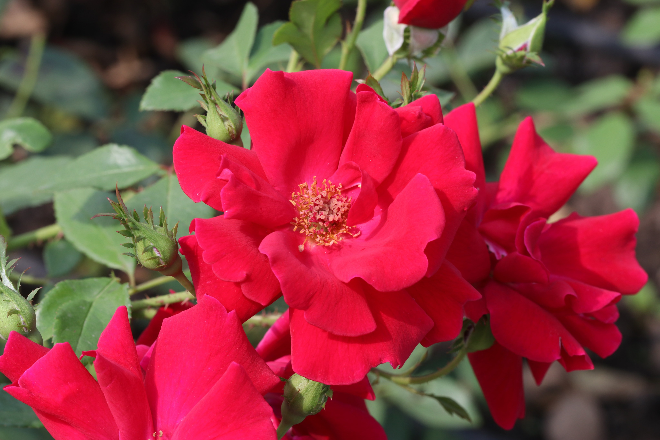 Долина роз в Кисловодске. Фото-художник и Репортажный фотограф Николаев Александр Алексеевич