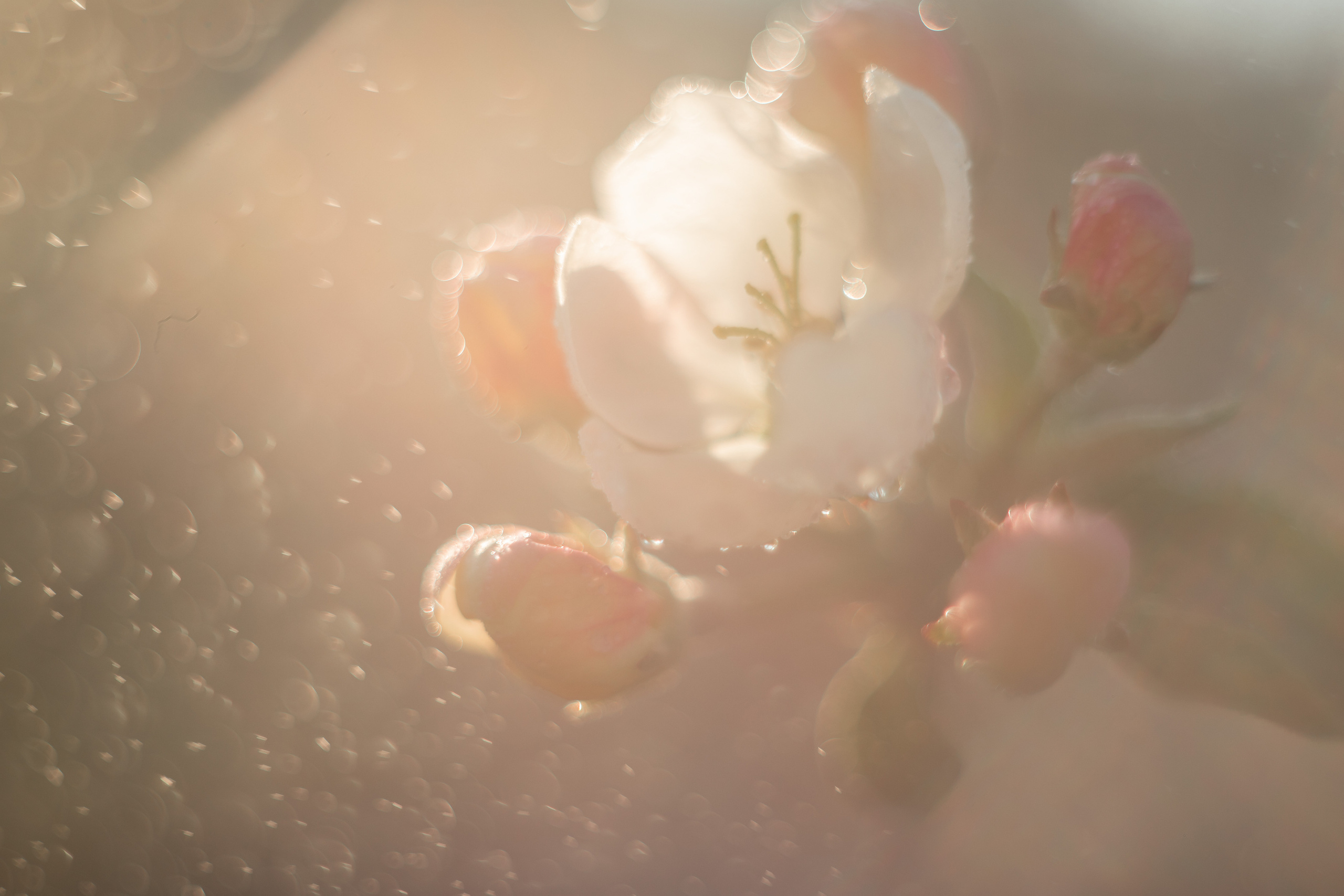 Все работы. Елена Чернигина семейный и детский фотограф в Нижнем Новгороде и Бор